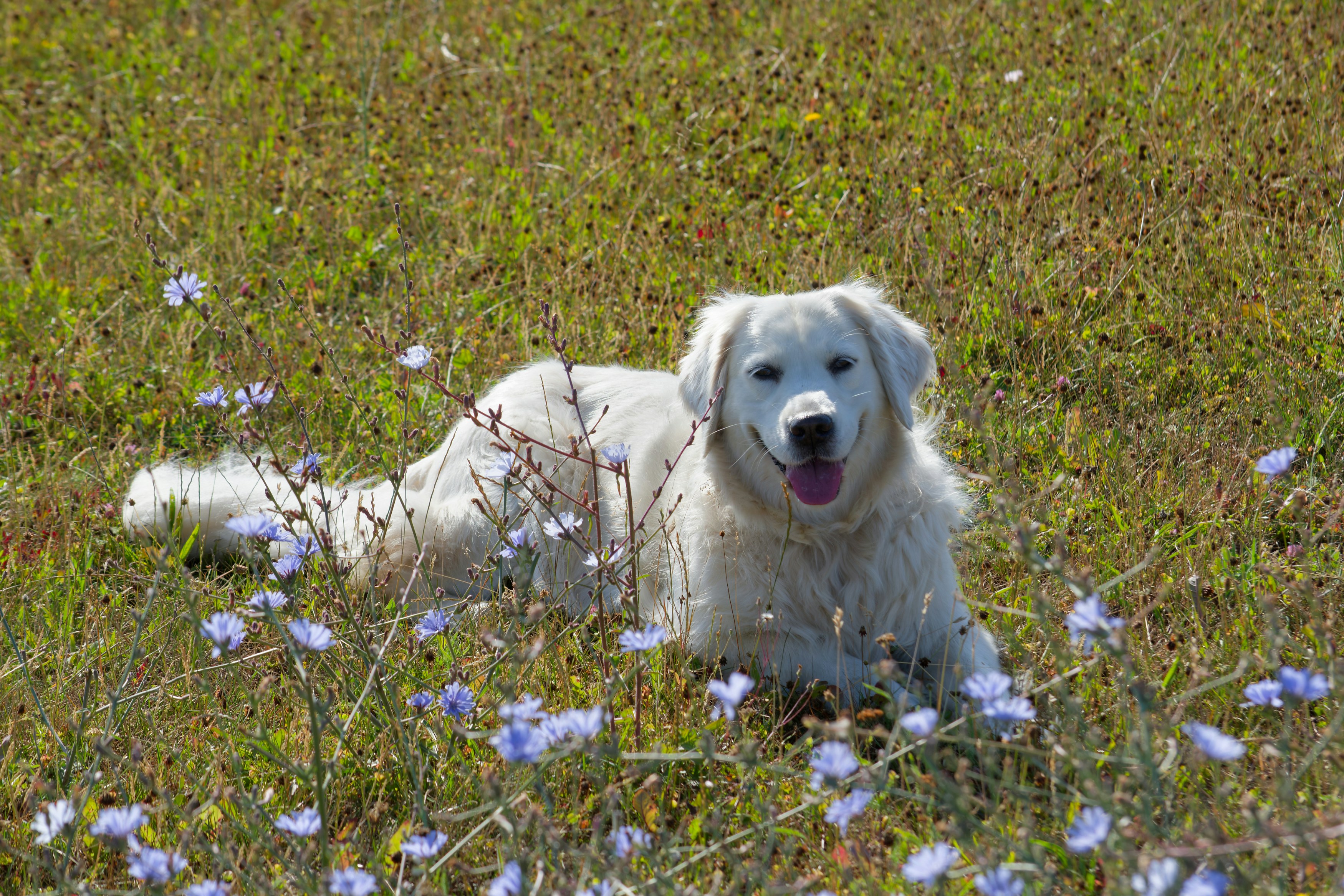 Photo by designbytholen