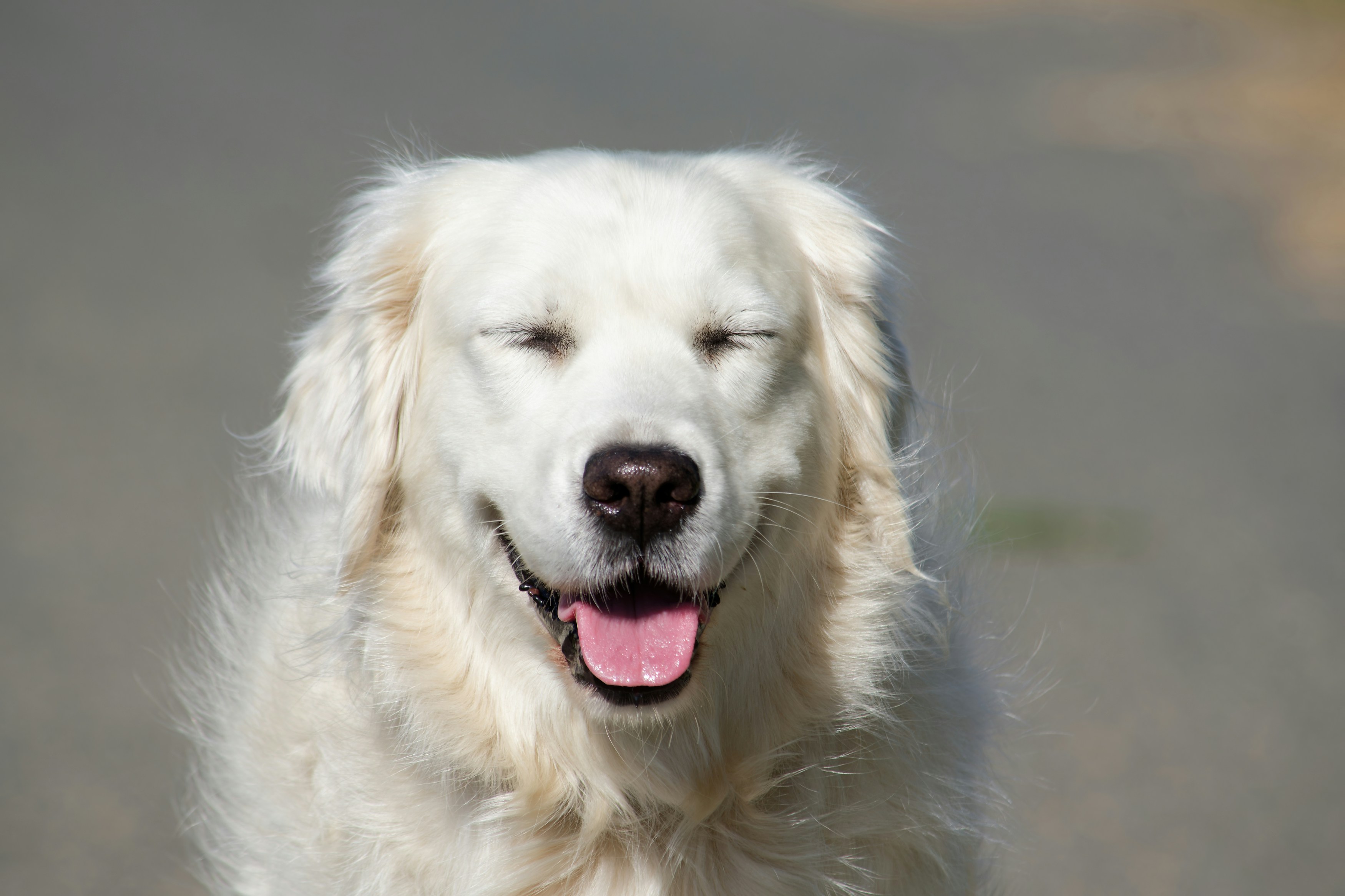 Dog Smiling Relaxed Face