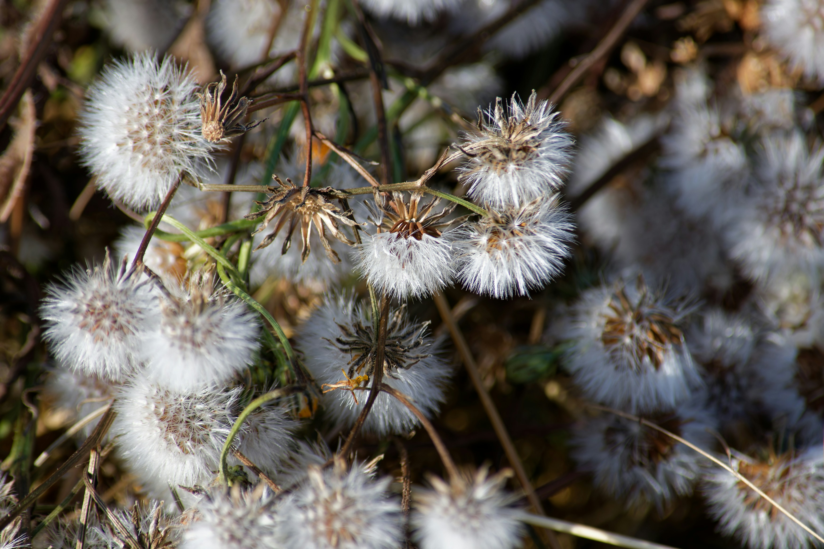 Photo by designbytholen