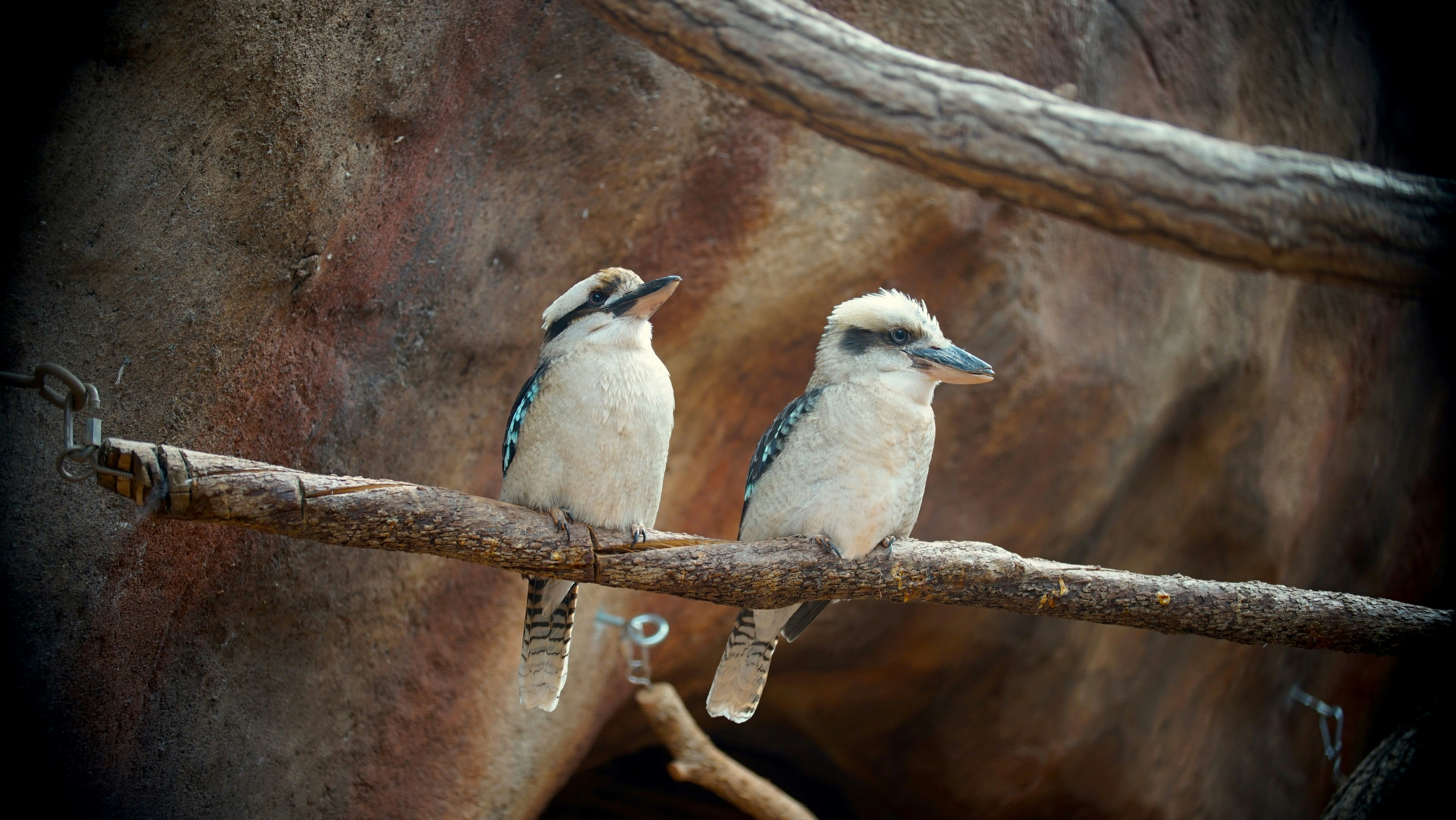 Two kookaburras perched on a tree branch.