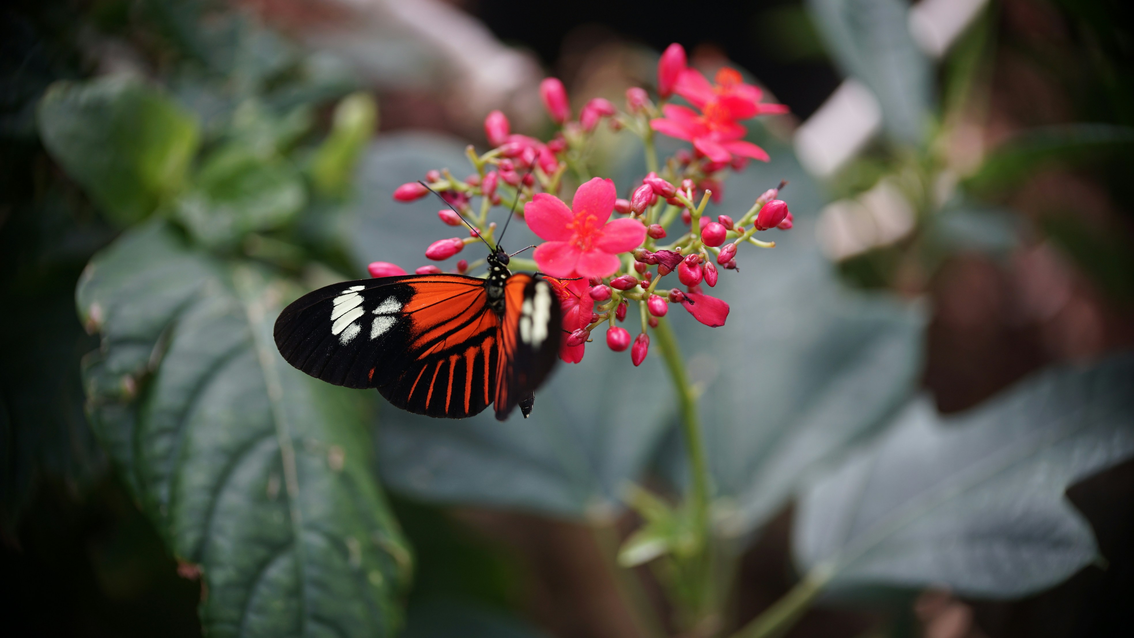 Photo by hannahslensphotography