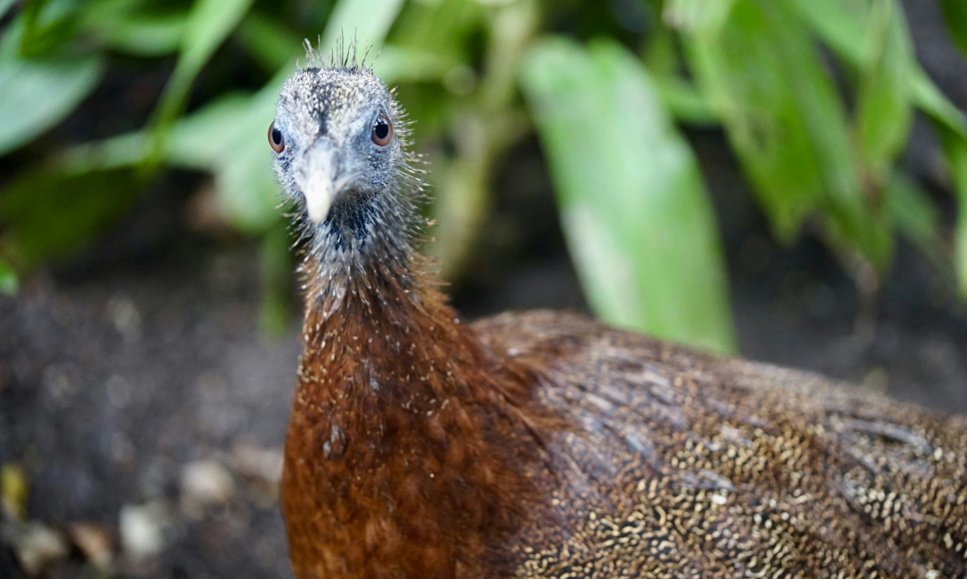 A close-up of a brown bird with a grey head.