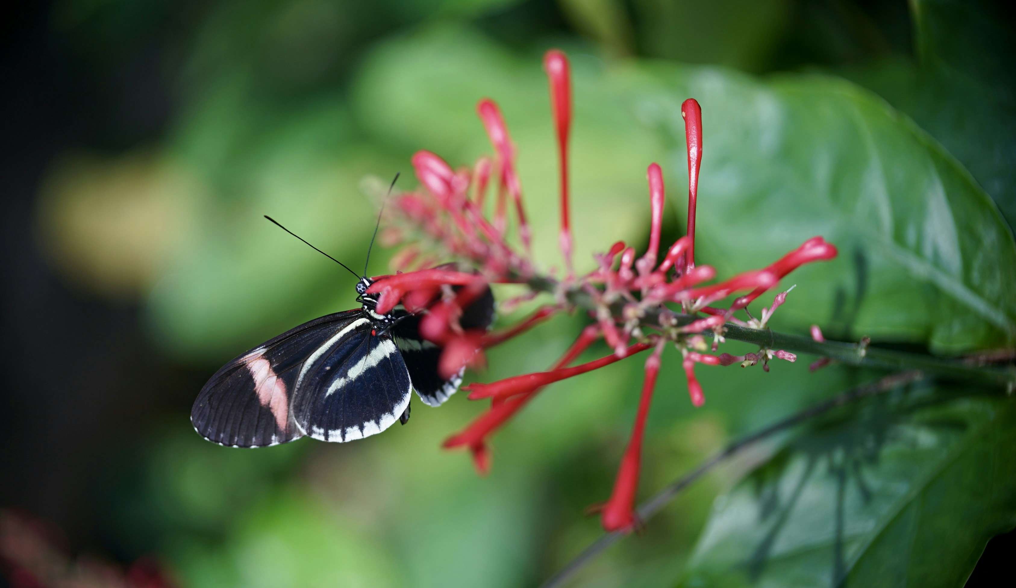 Photo by hannahslensphotography