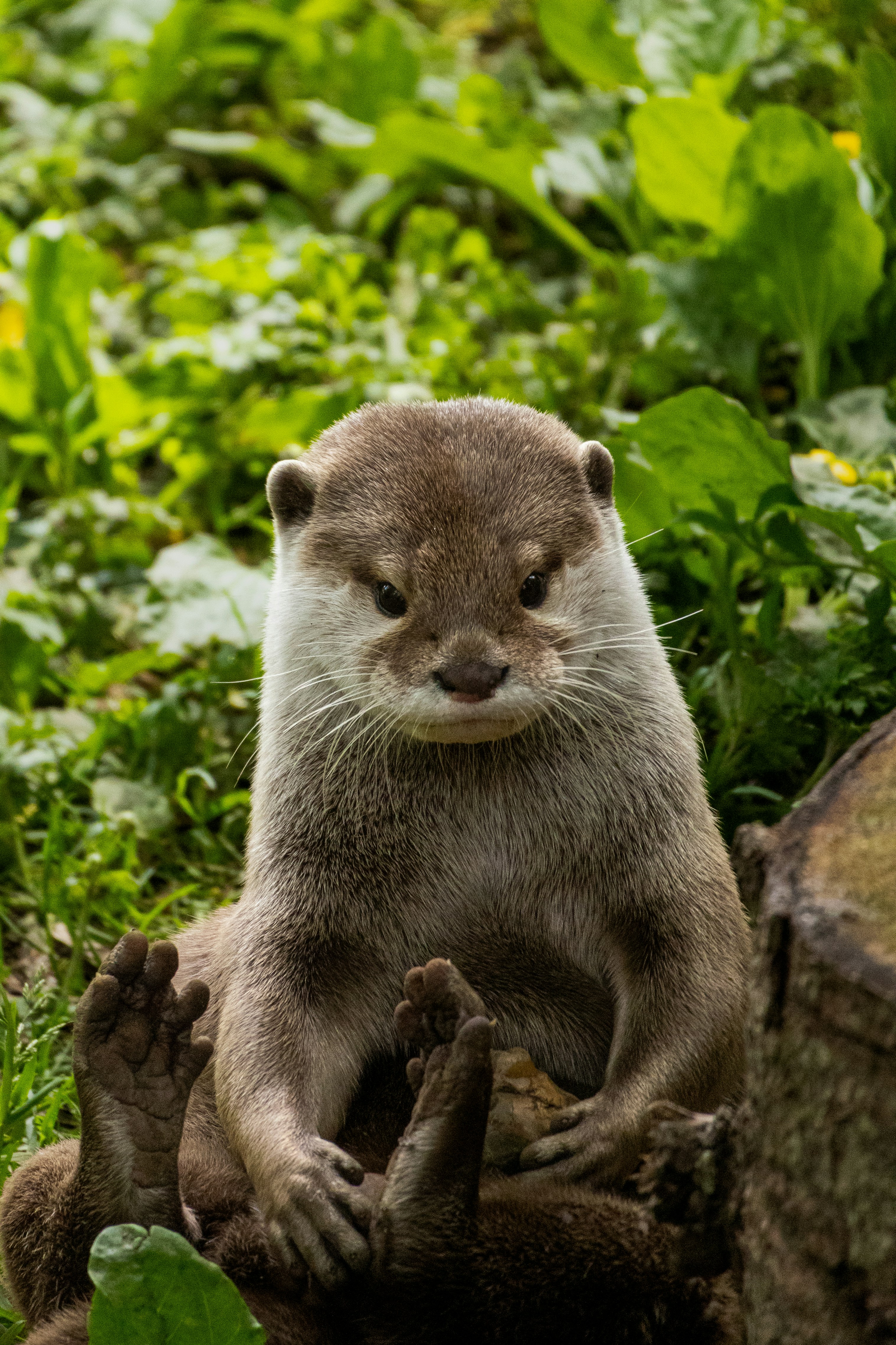 Photo by owensellwood