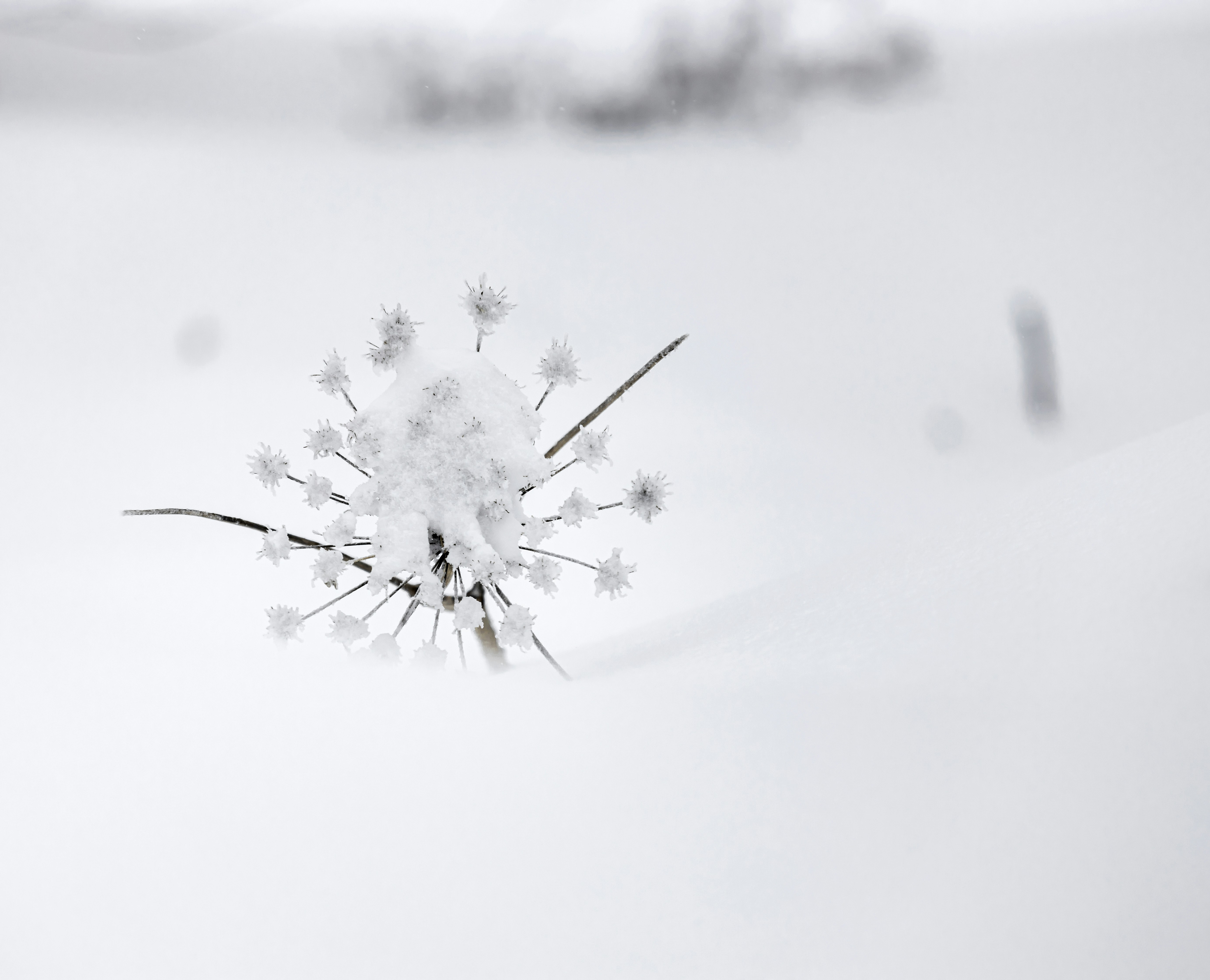 A dried flower covered in snow