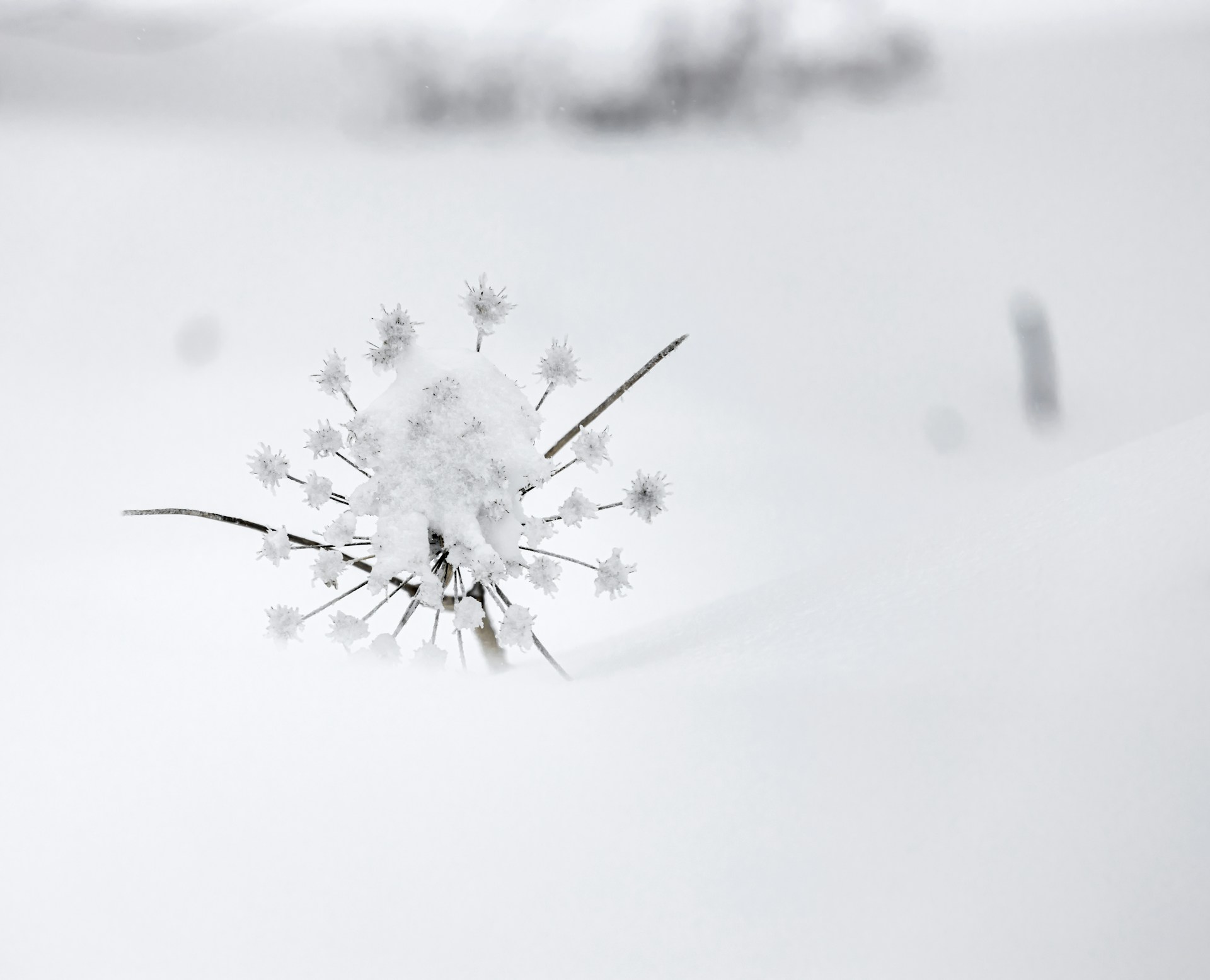 A dried flower covered in snow