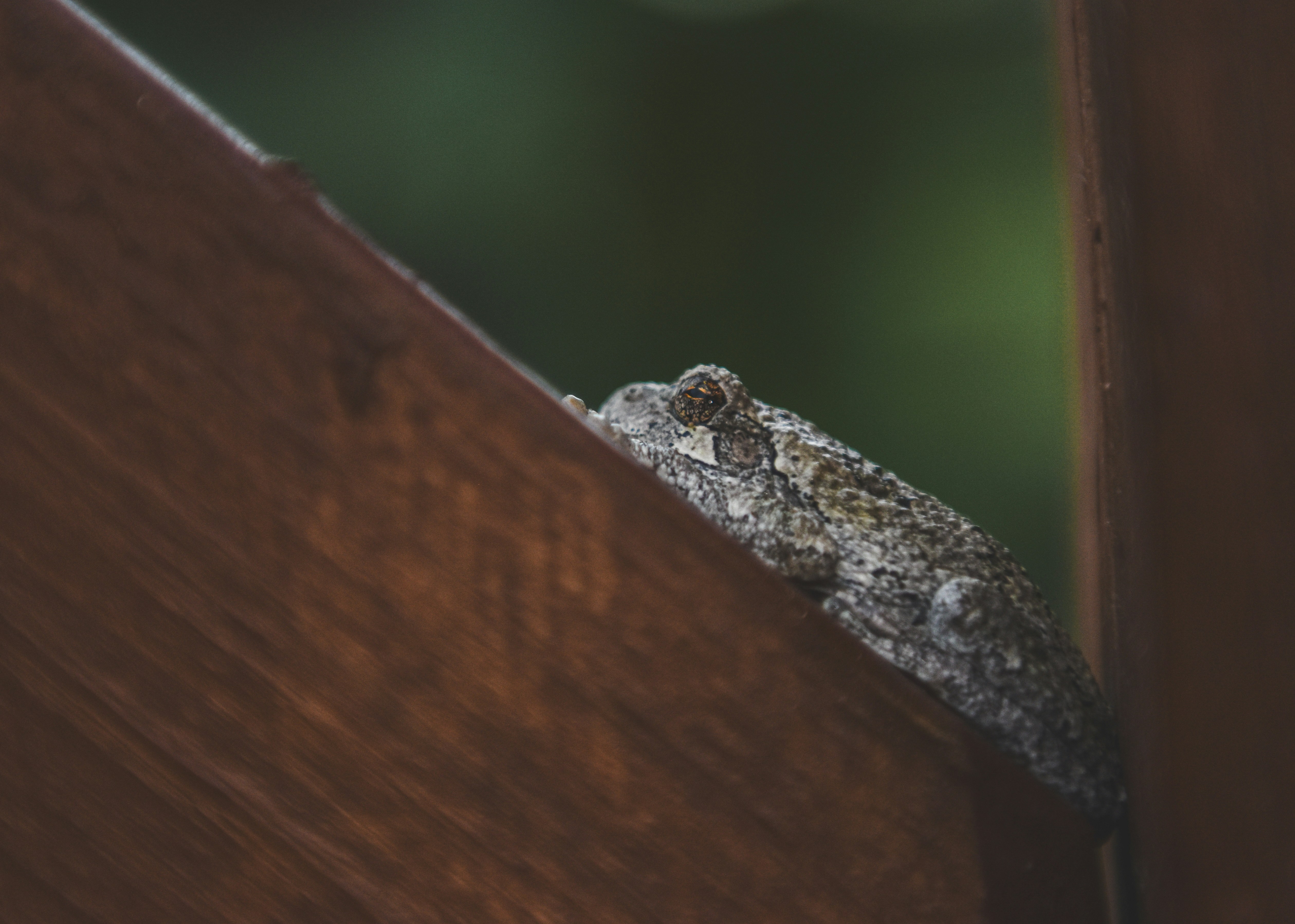 Photo by freefolkphoto