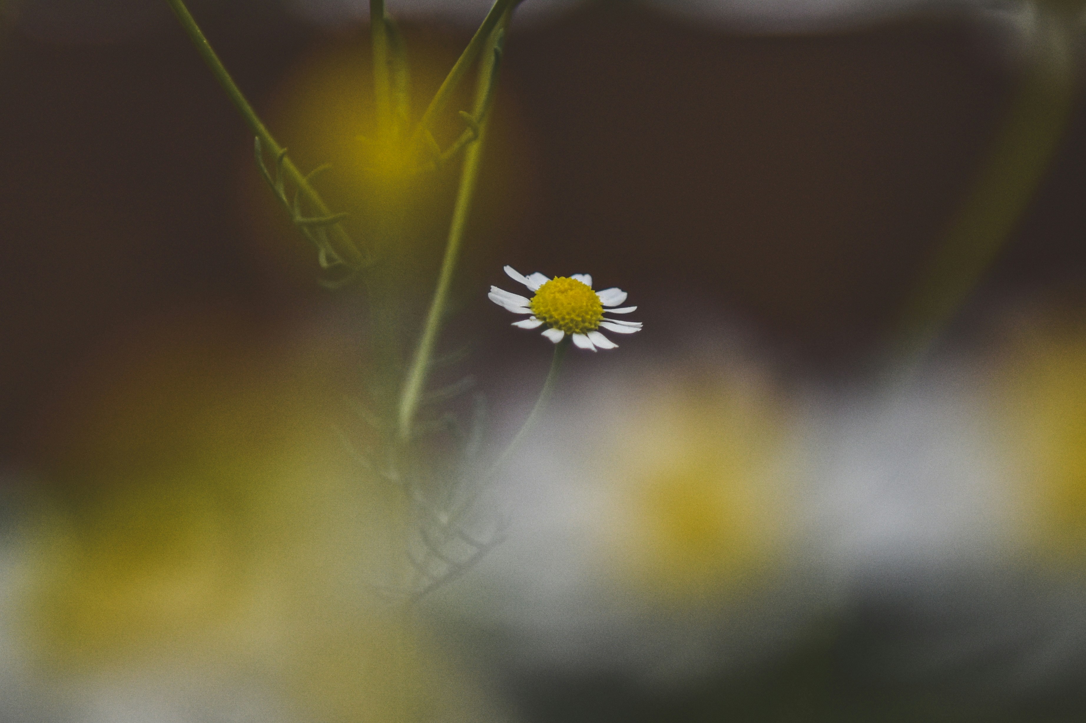 Photo by freefolkphoto