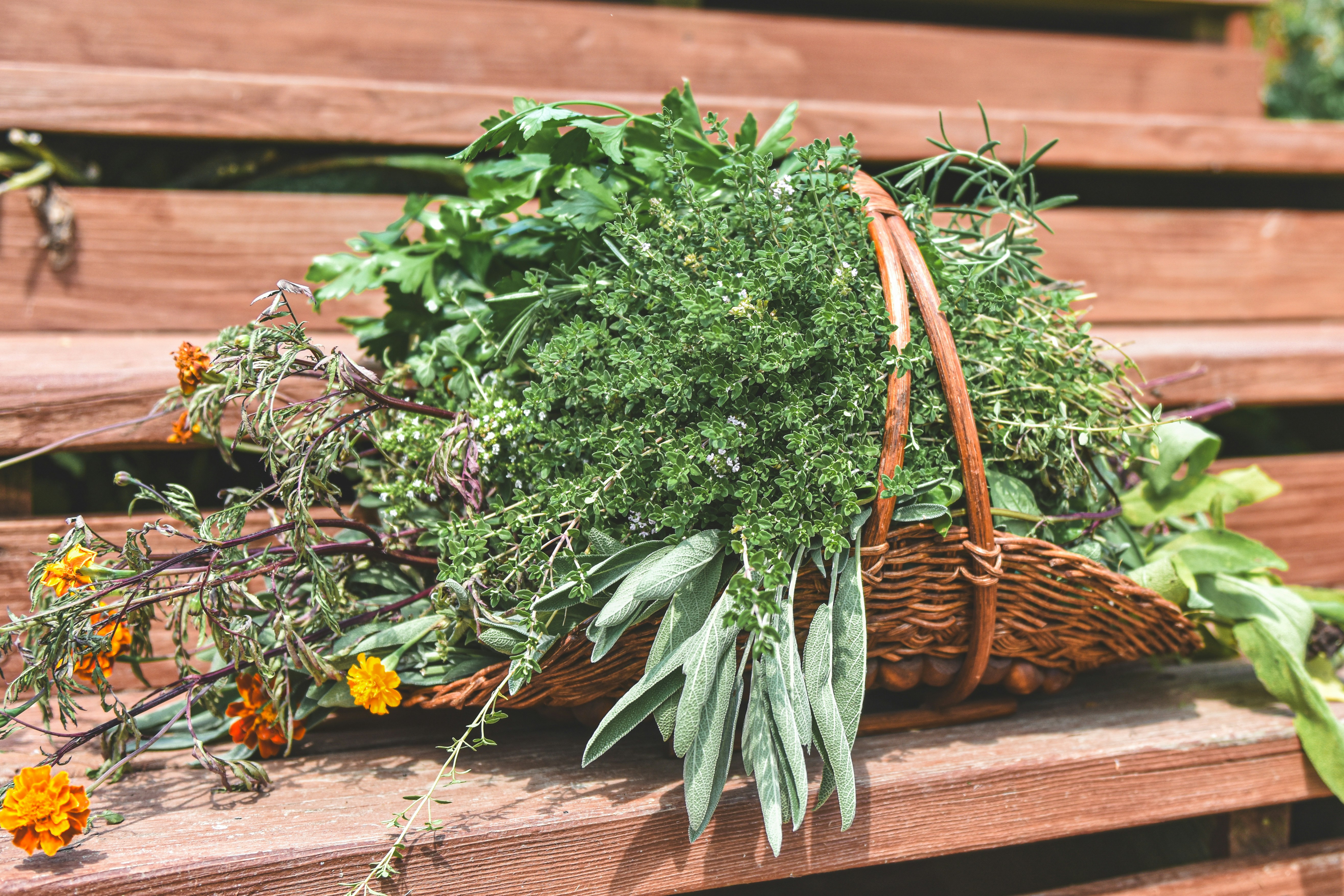 Photo by freefolkphoto