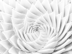 Close-up of a white succulent plant's geometric pattern