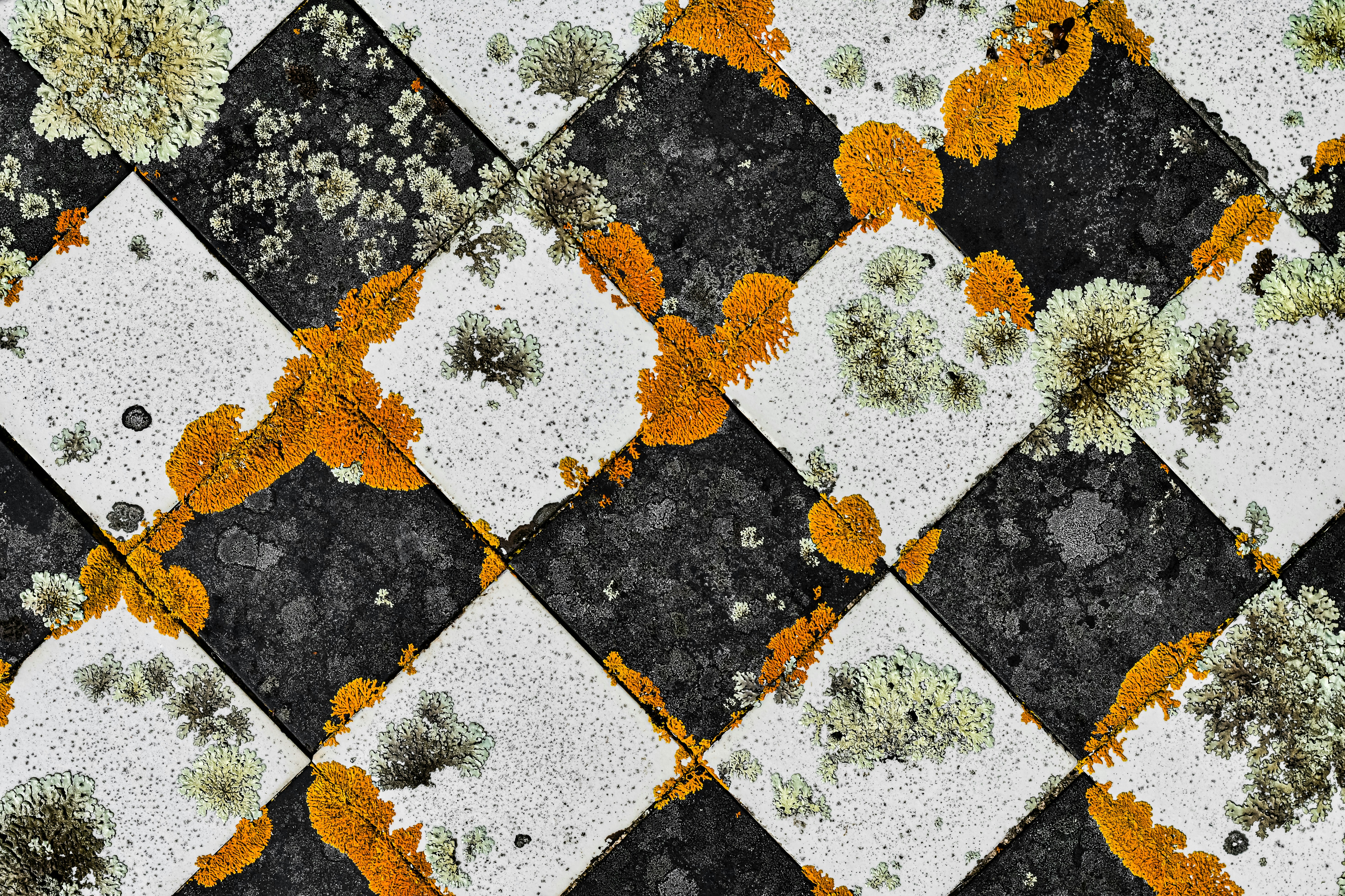 Photo by sschusterphotoart