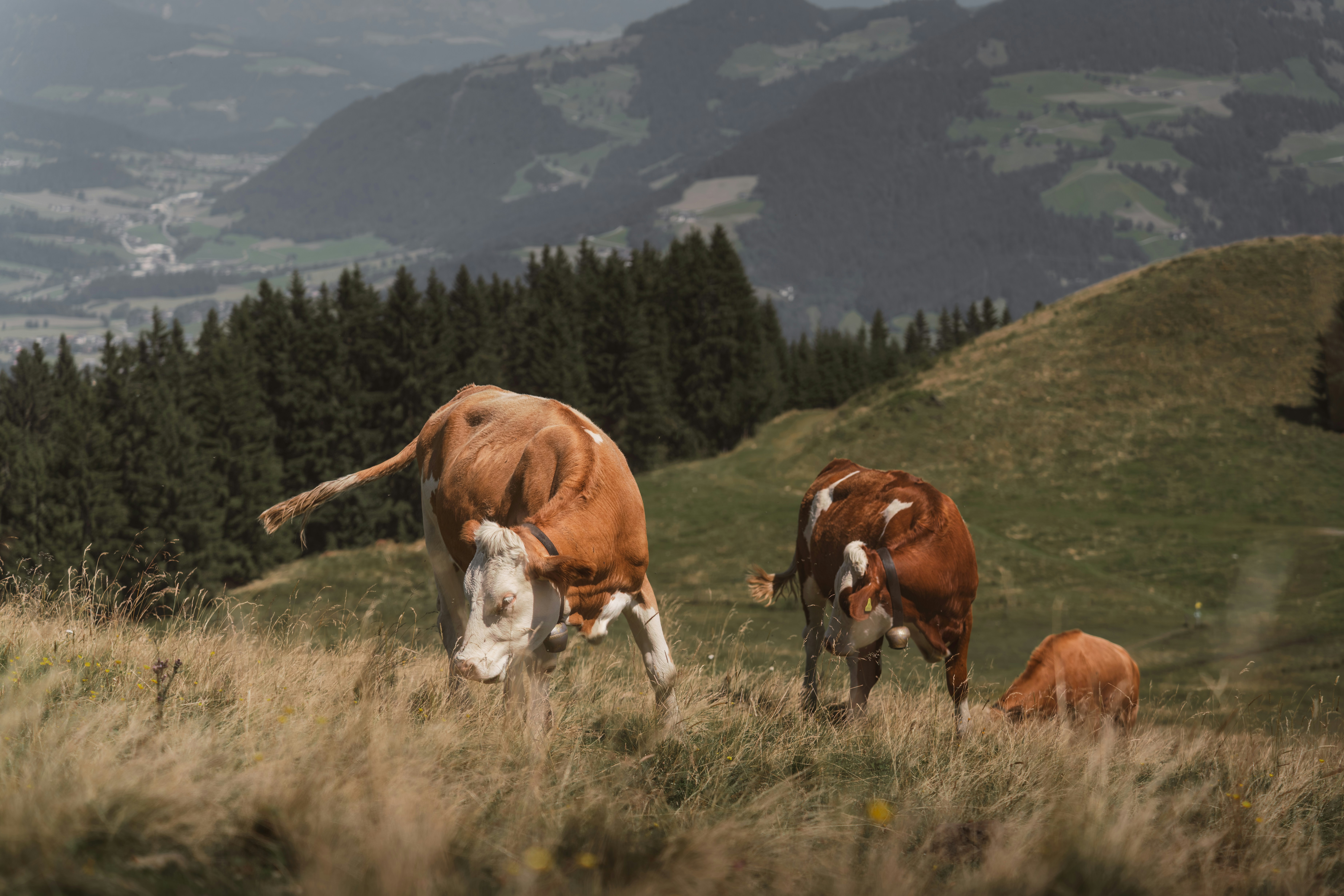 Photo by ahmetyuksek