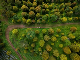 Aerial view of a winding dirt path through lush green forest.