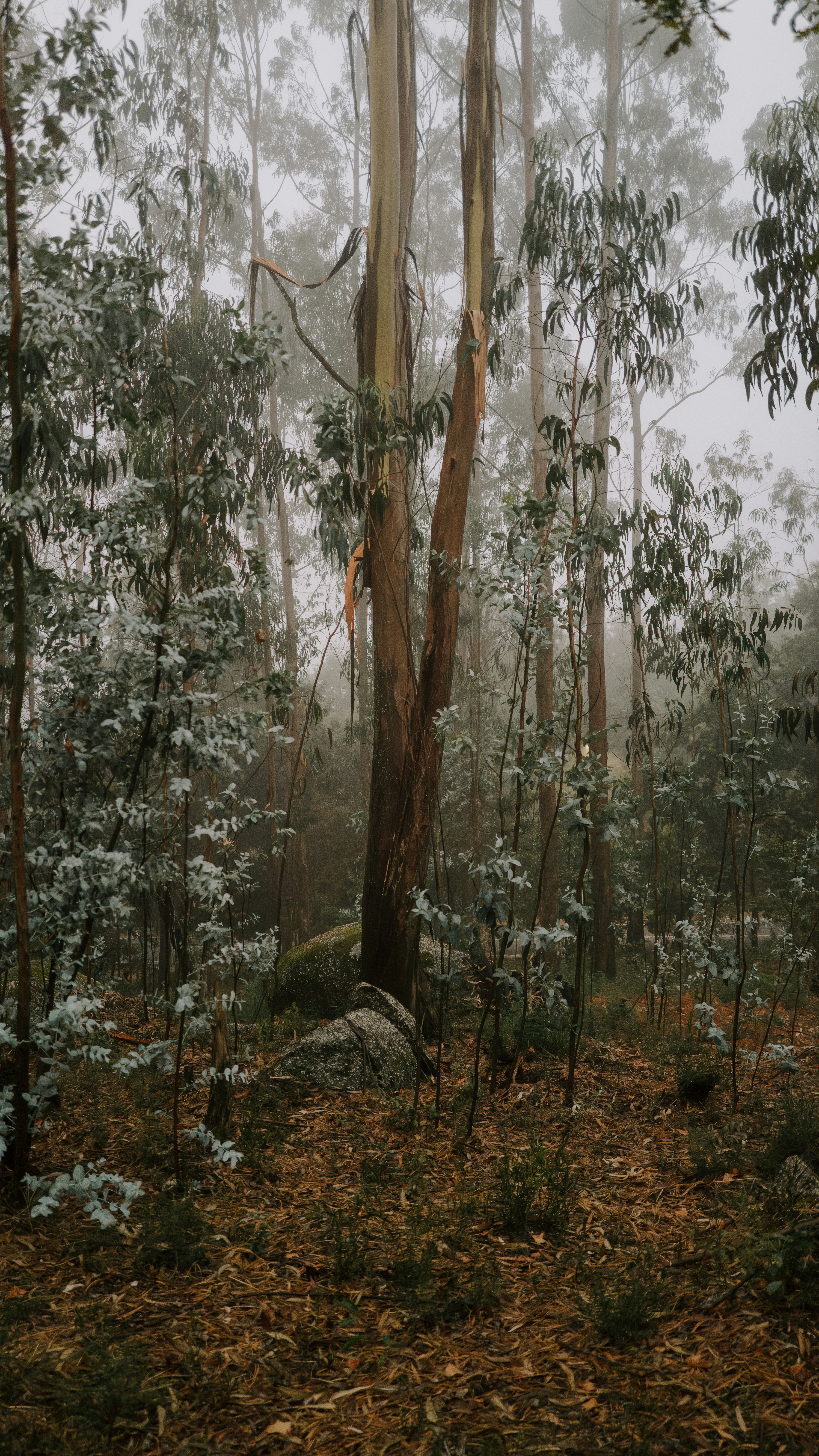 Guimarães – Food & Dining Culture