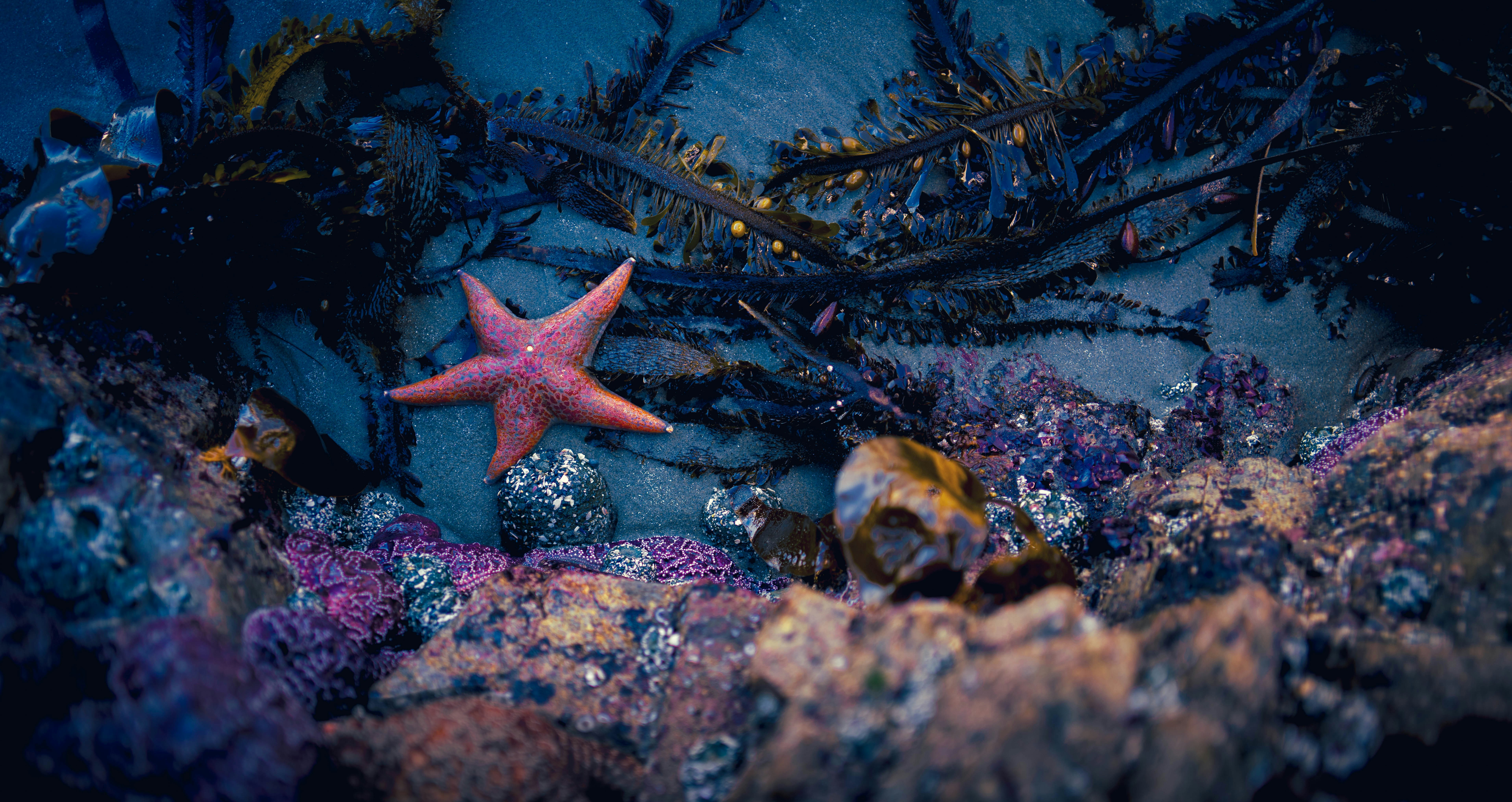 磯の生き物探し体験
