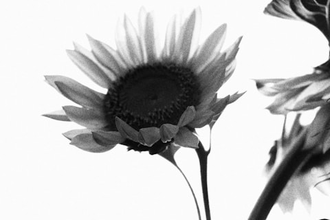 Close-up of a backlit sunflower against a bright sky