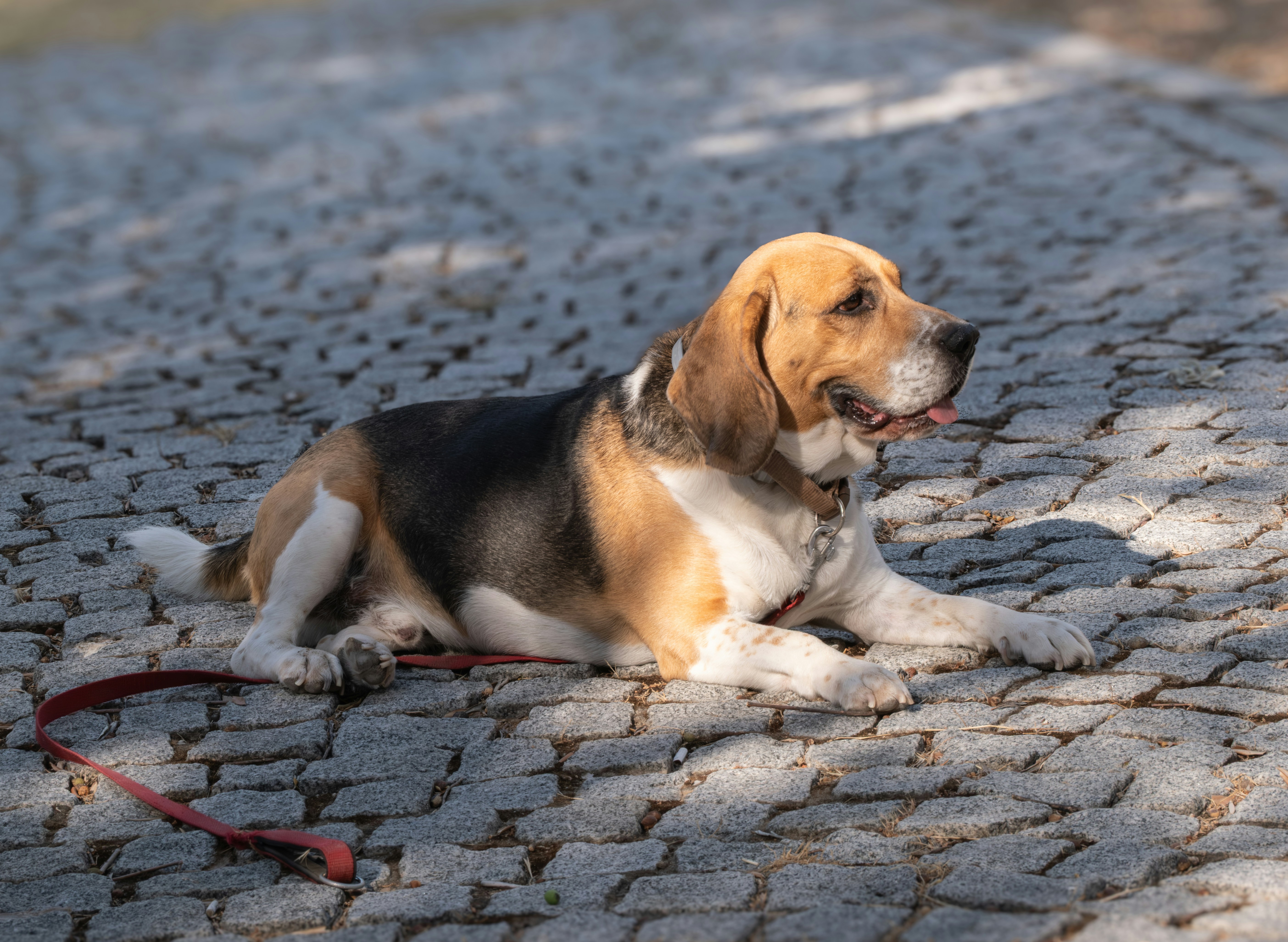A beagle dog rests on a cobblestone path.