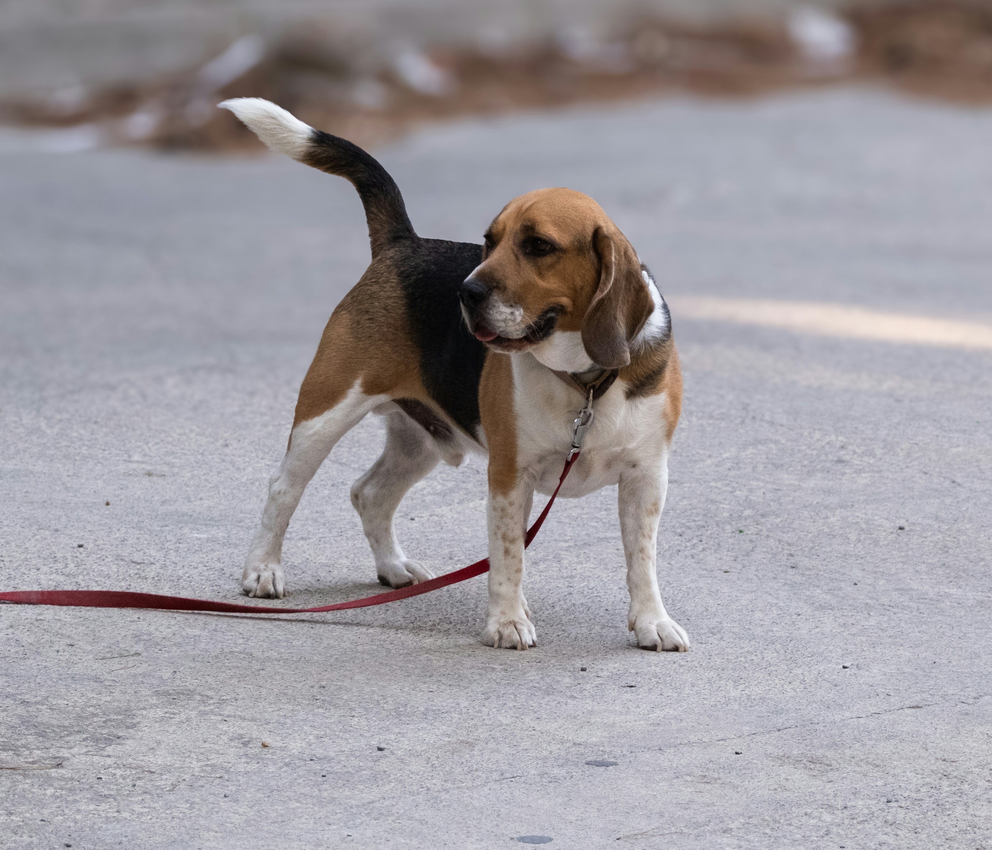 A beagle dog stands on a leash outdoors.
