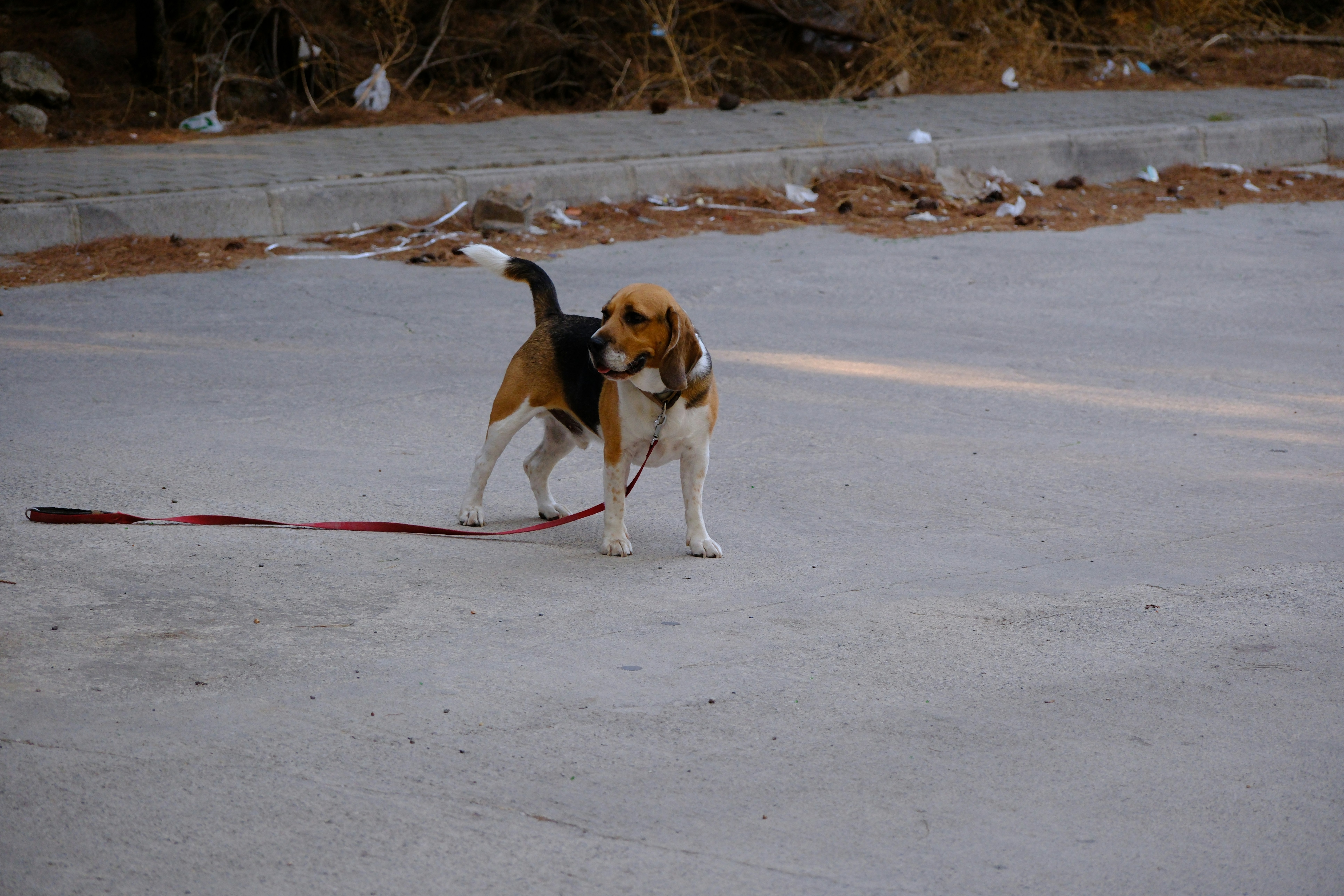A beagle dog stands on a leash outdoors.