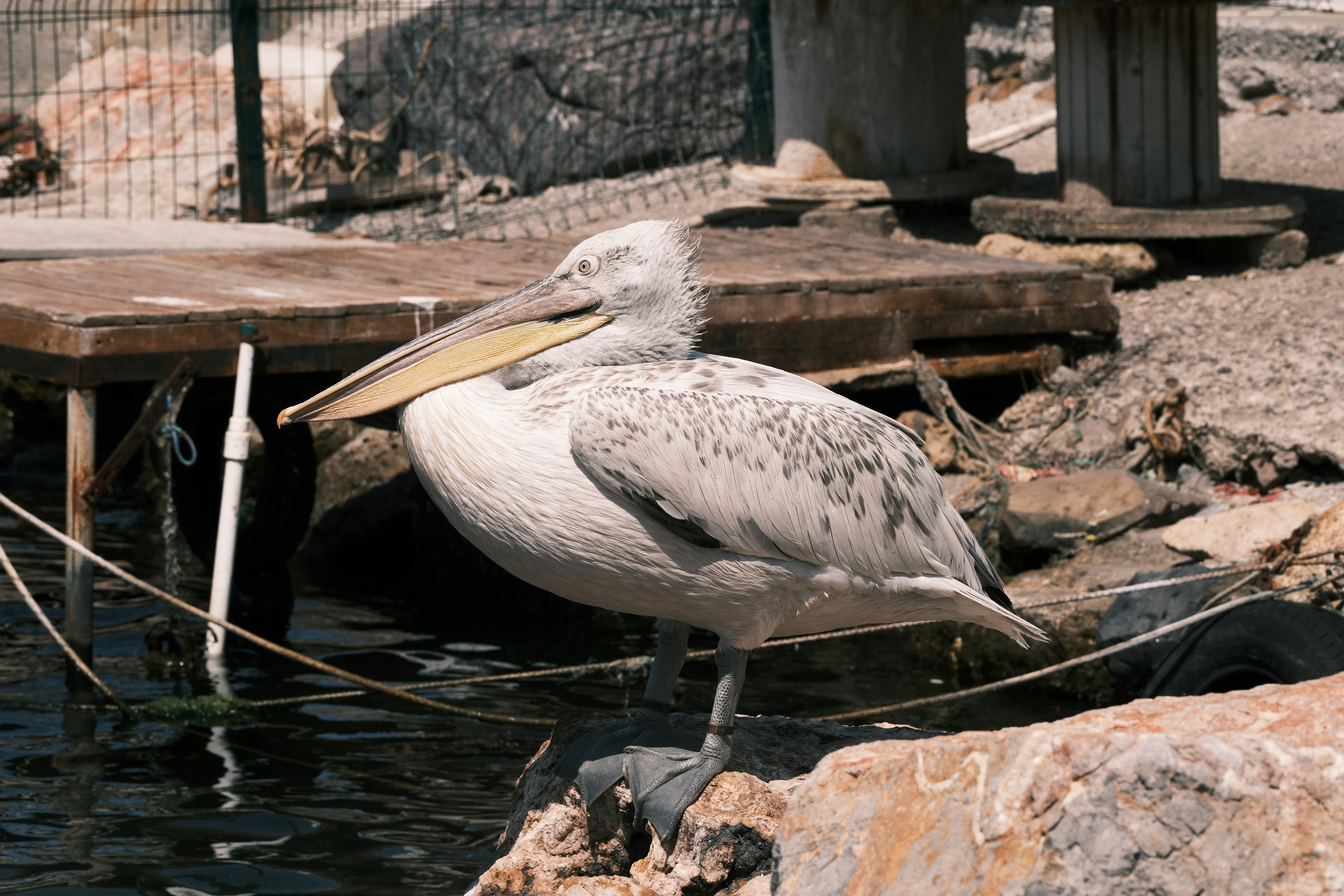 A pelican stands on rocks near the water.