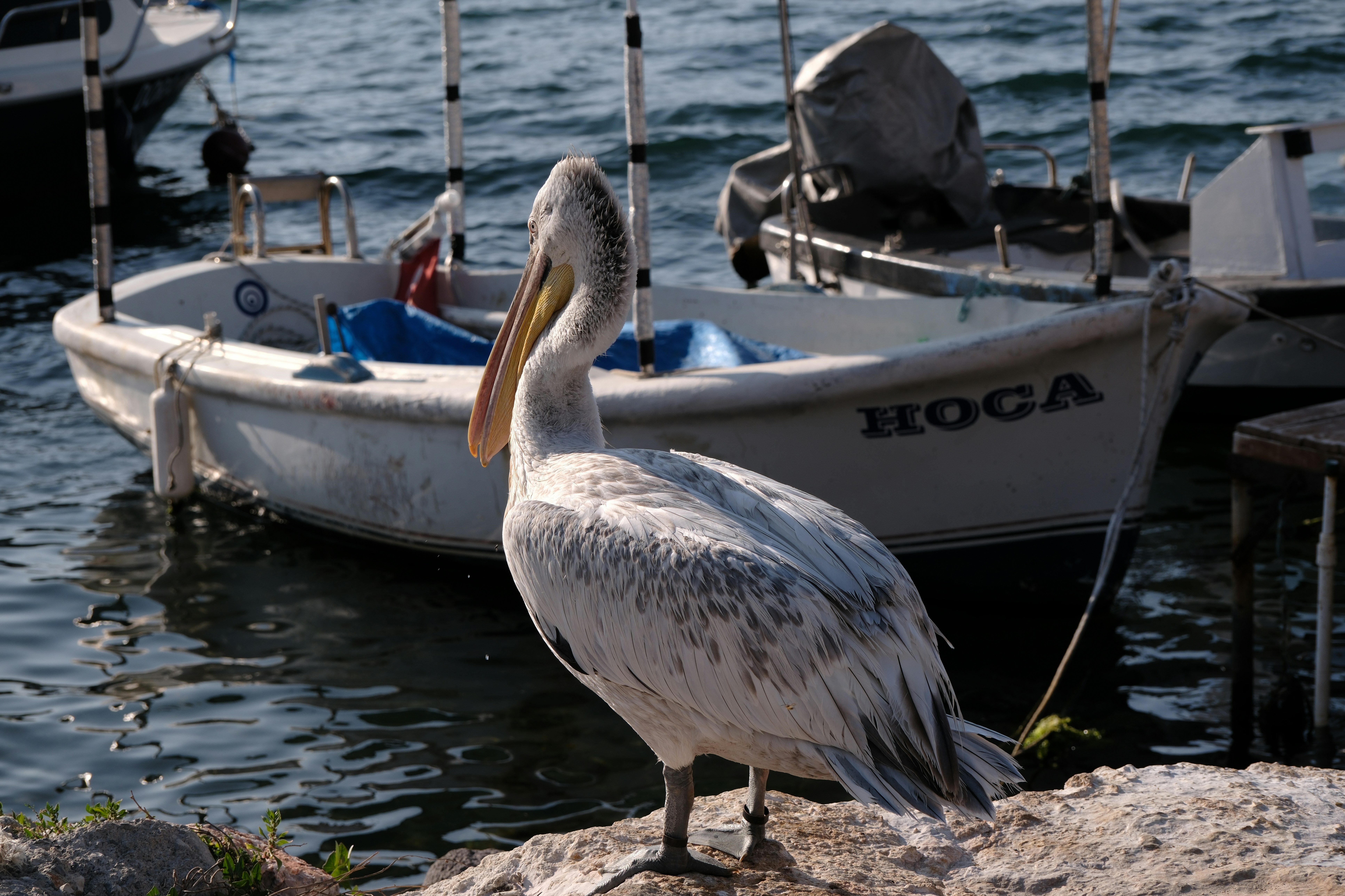 A pelican stands on rocks near boats by the water.