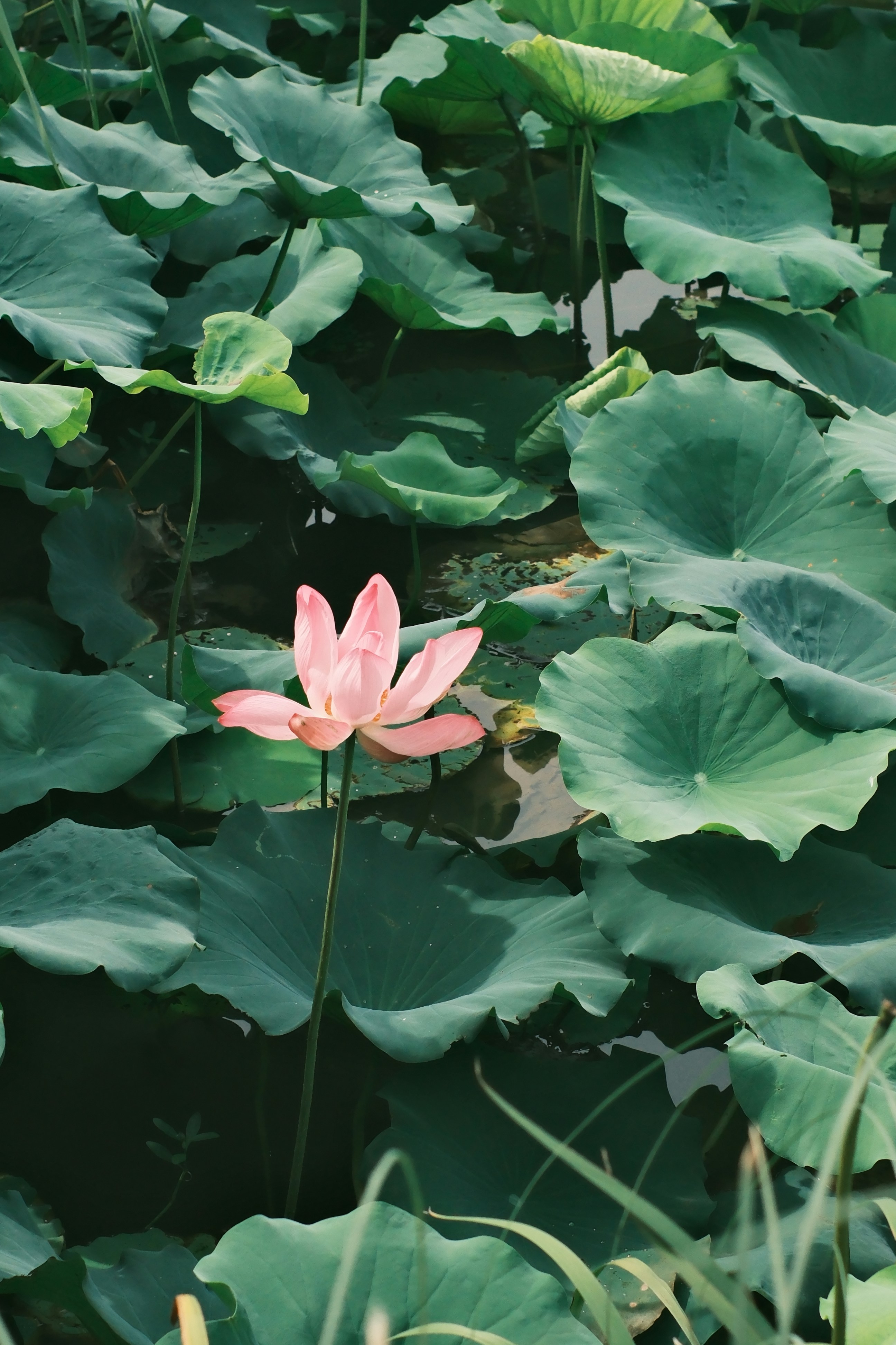 Photo by leo_gilgamesh