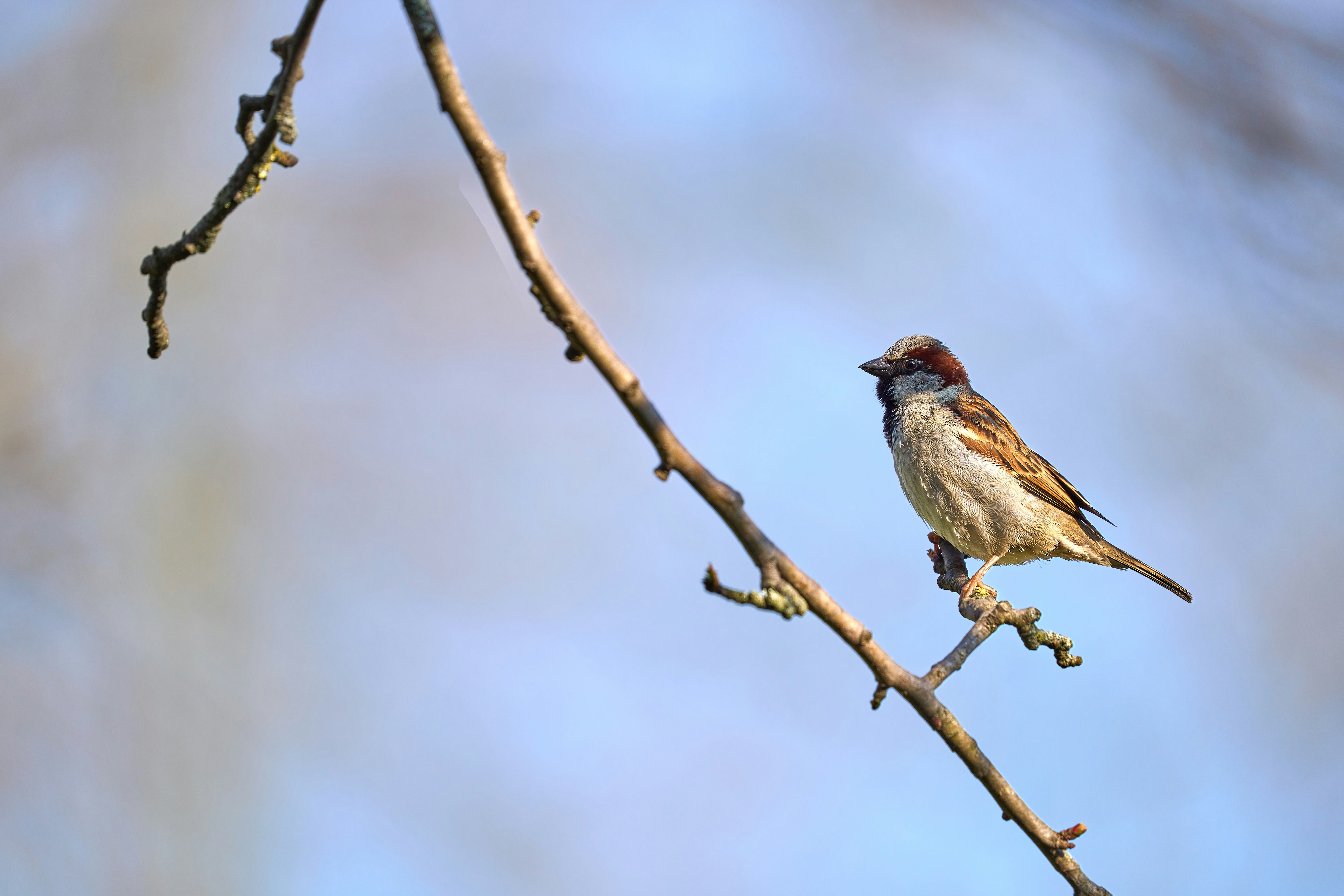 Photo by wolfgang_hasselmann