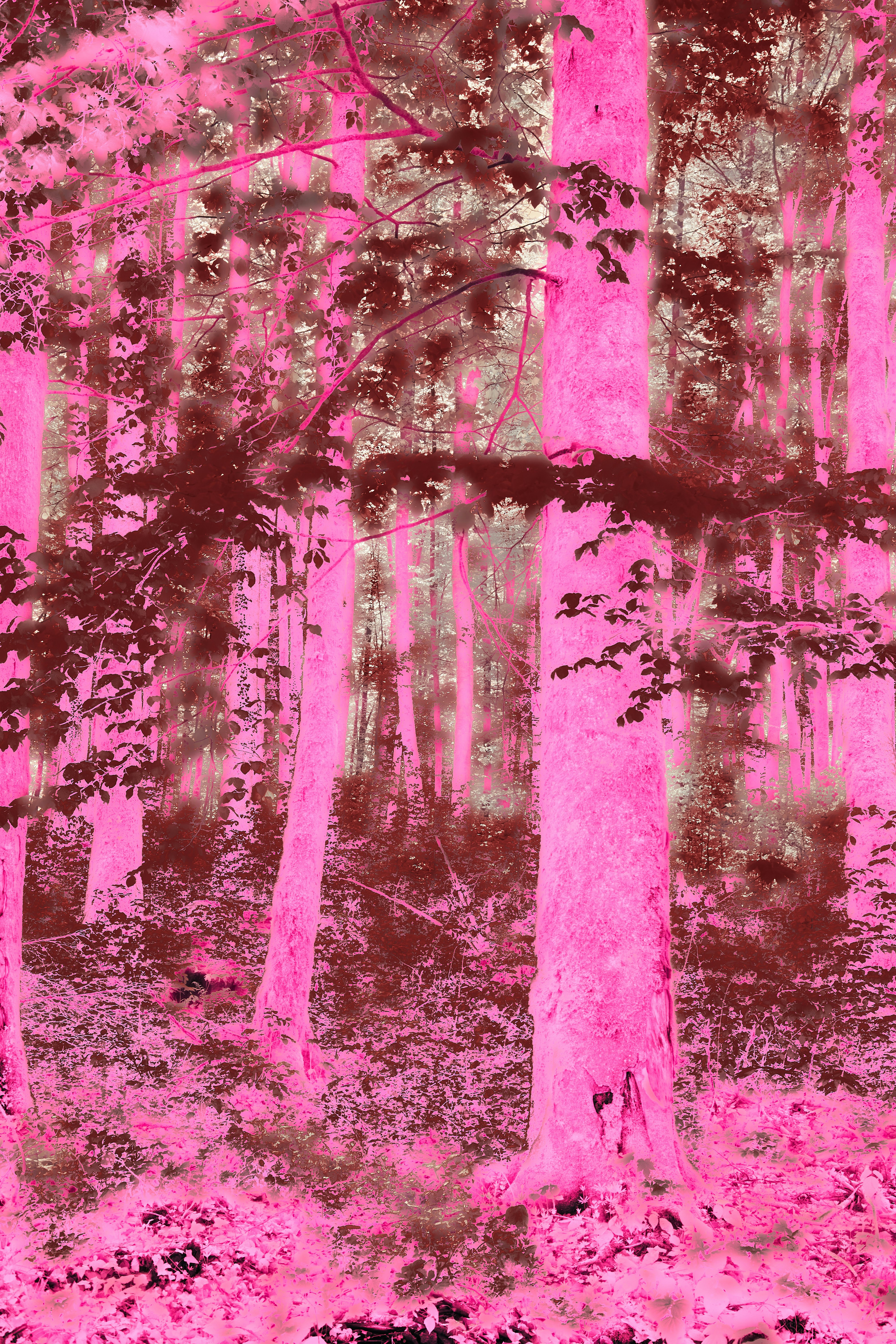 Photo by wolfgang_hasselmann