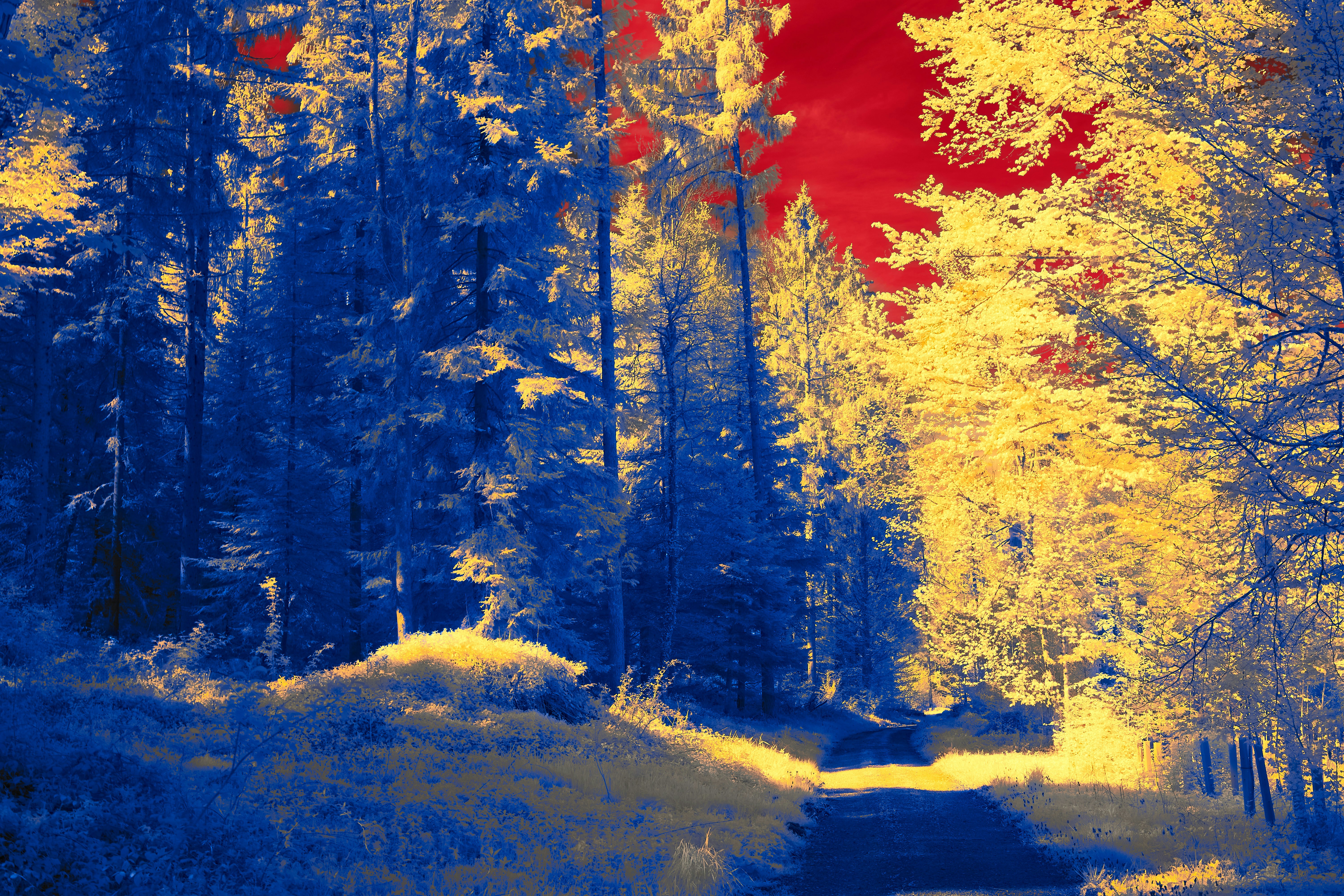 鮮やかな青と黄色の葉が織りなすシュールな森の風景。の写真 – Unsplashの無料画像, image size:3000x2000