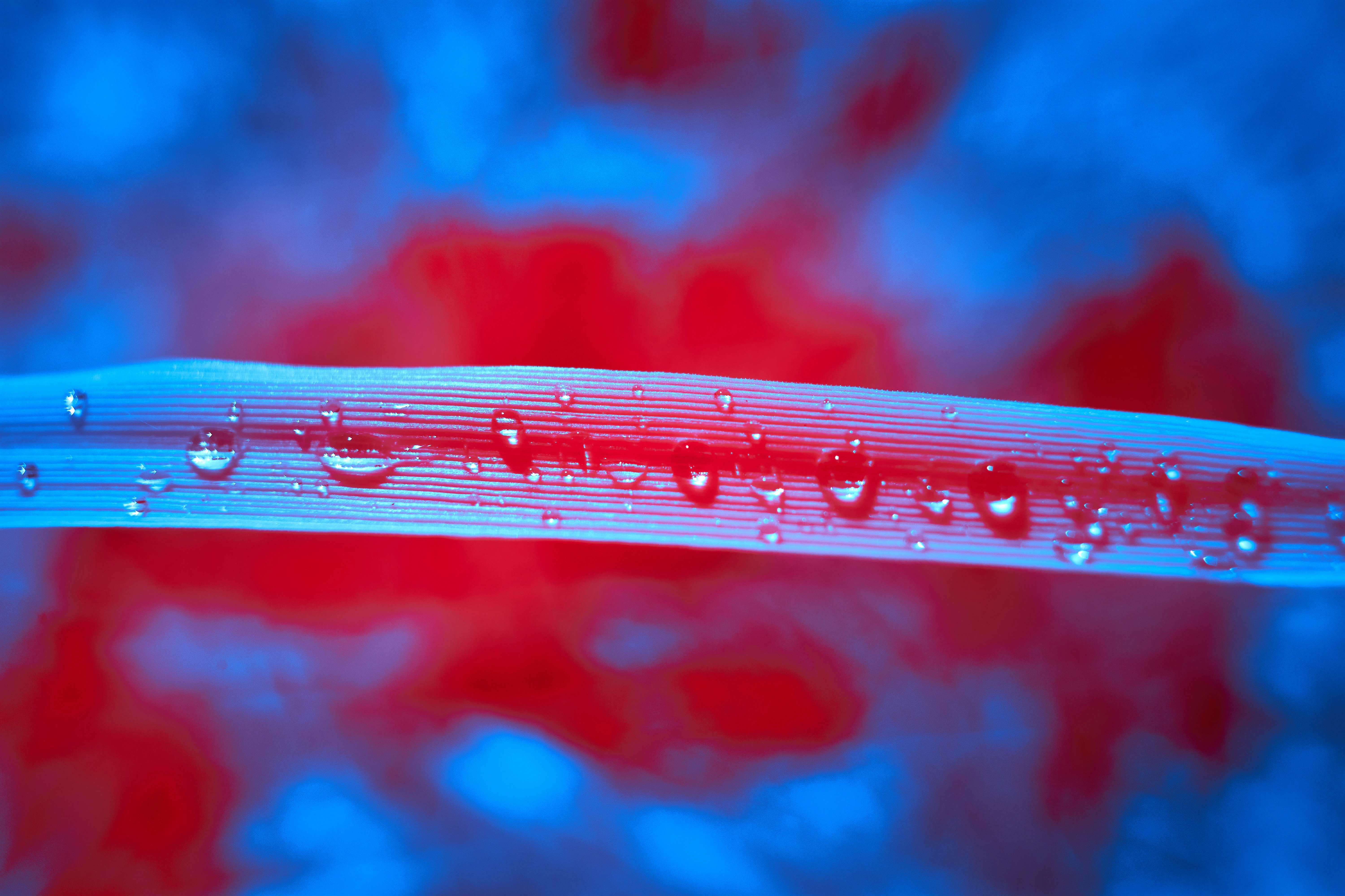 Photo by wolfgang_hasselmann