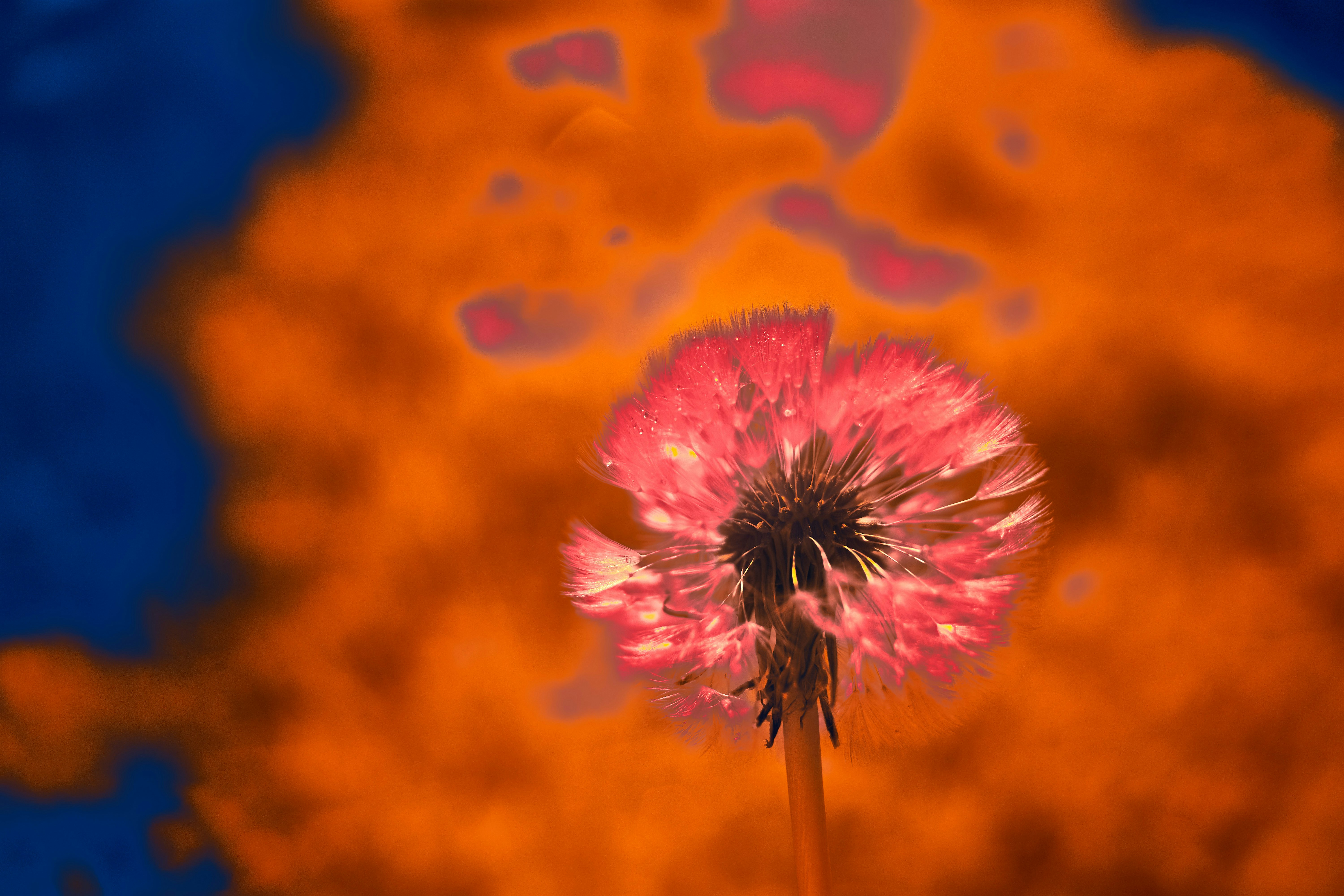 Photo by wolfgang_hasselmann