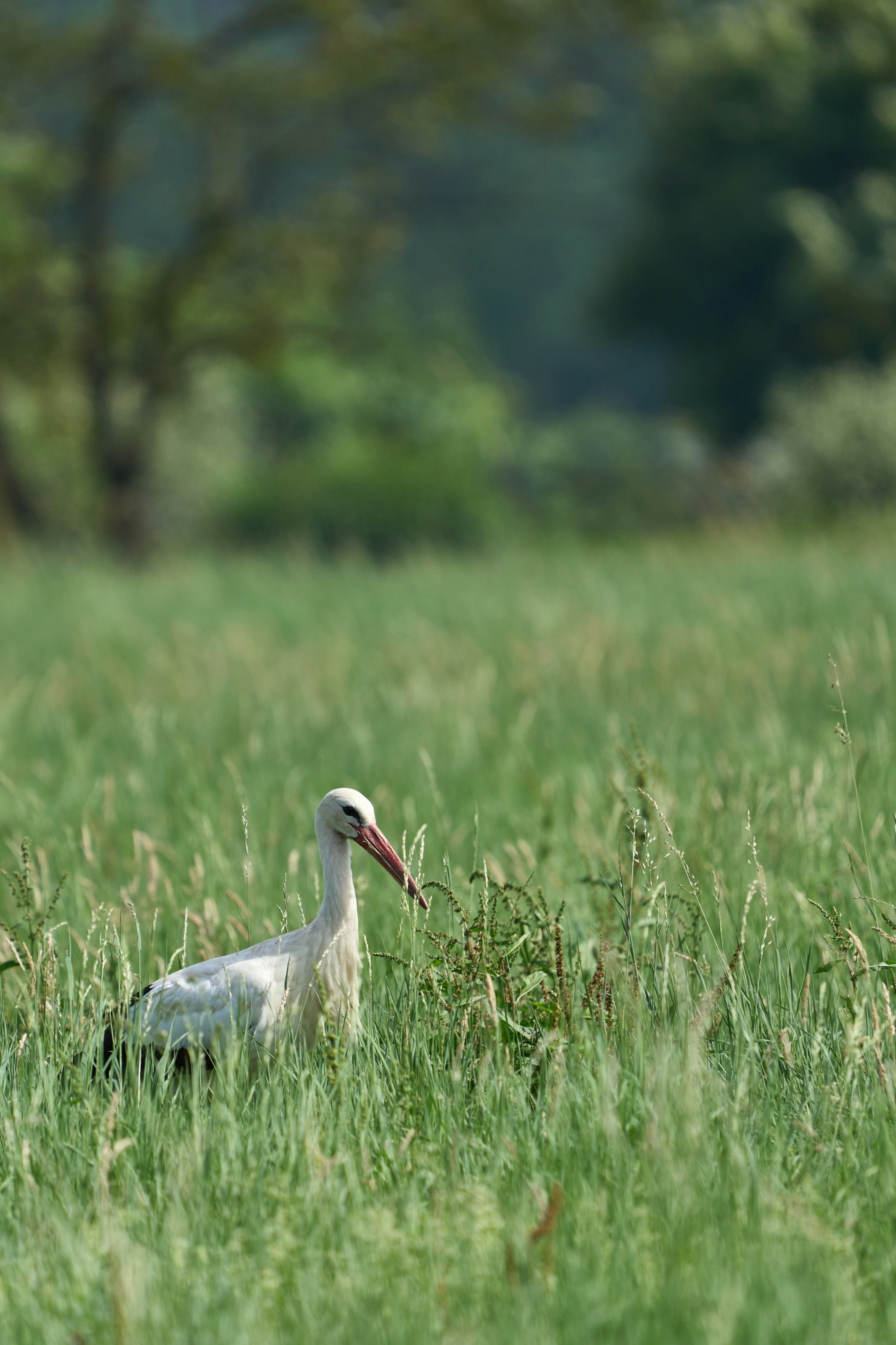 Photo by wolfgang_hasselmann