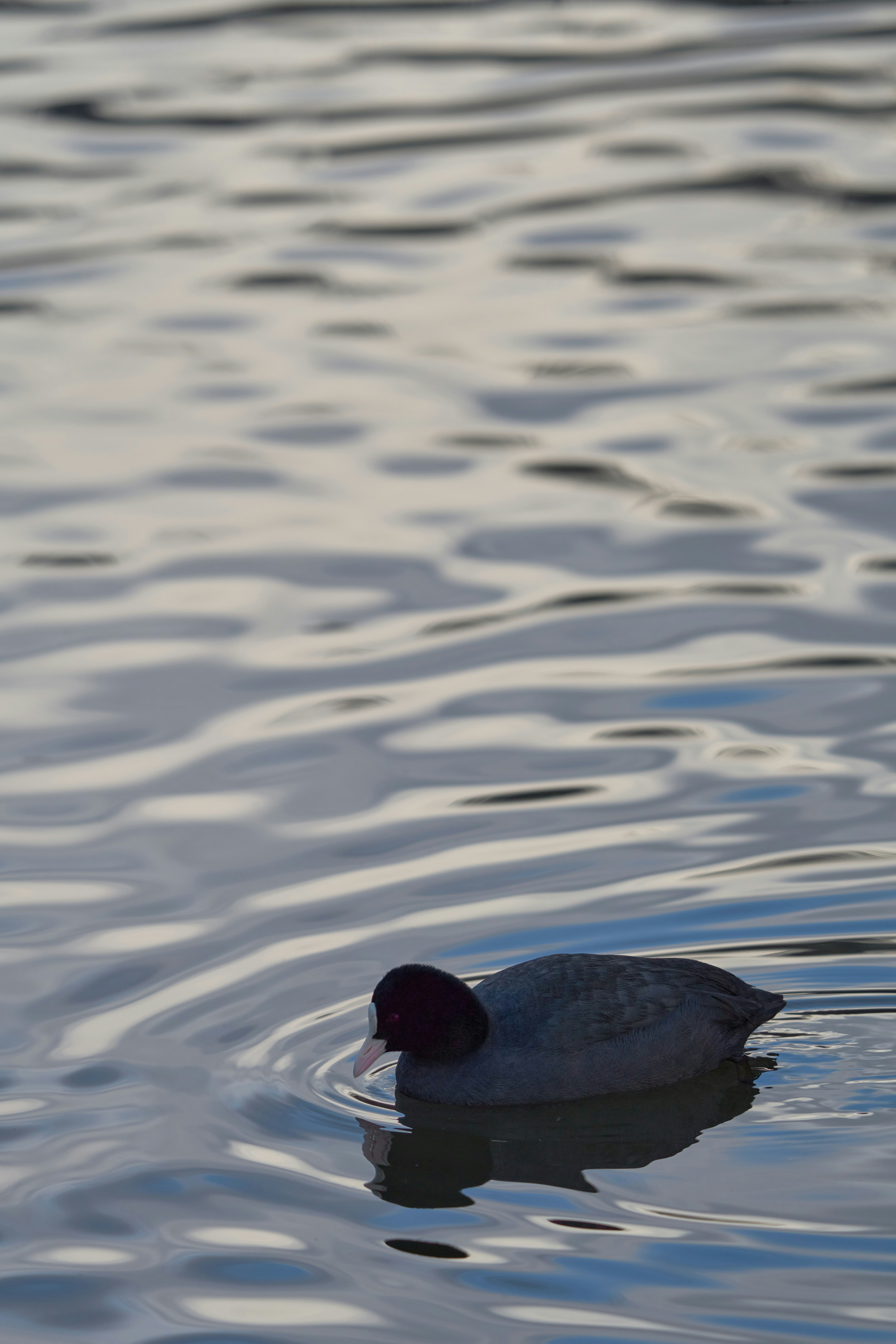 Photo by wolfgang_hasselmann