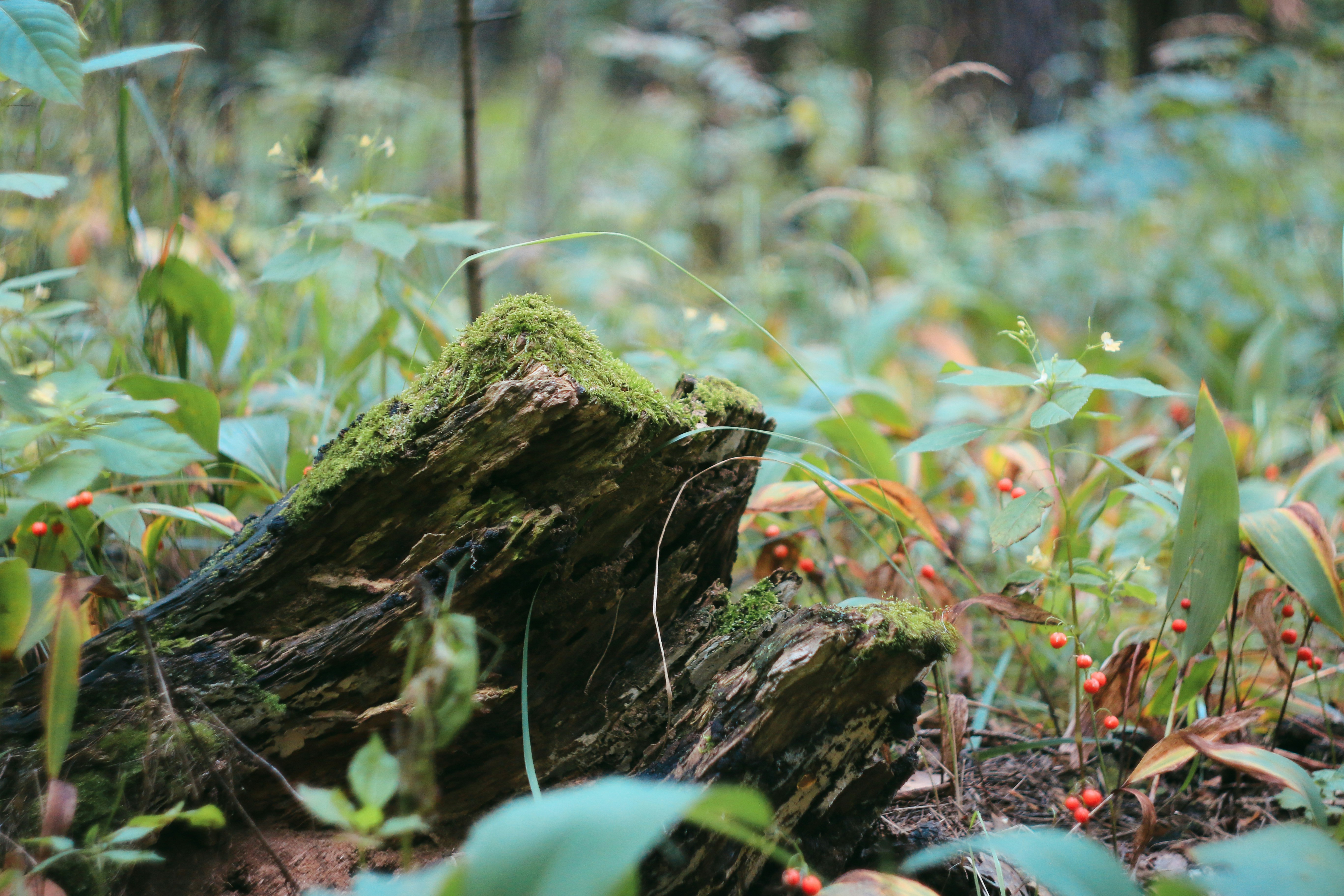 Mossy log in a lush forest clearing