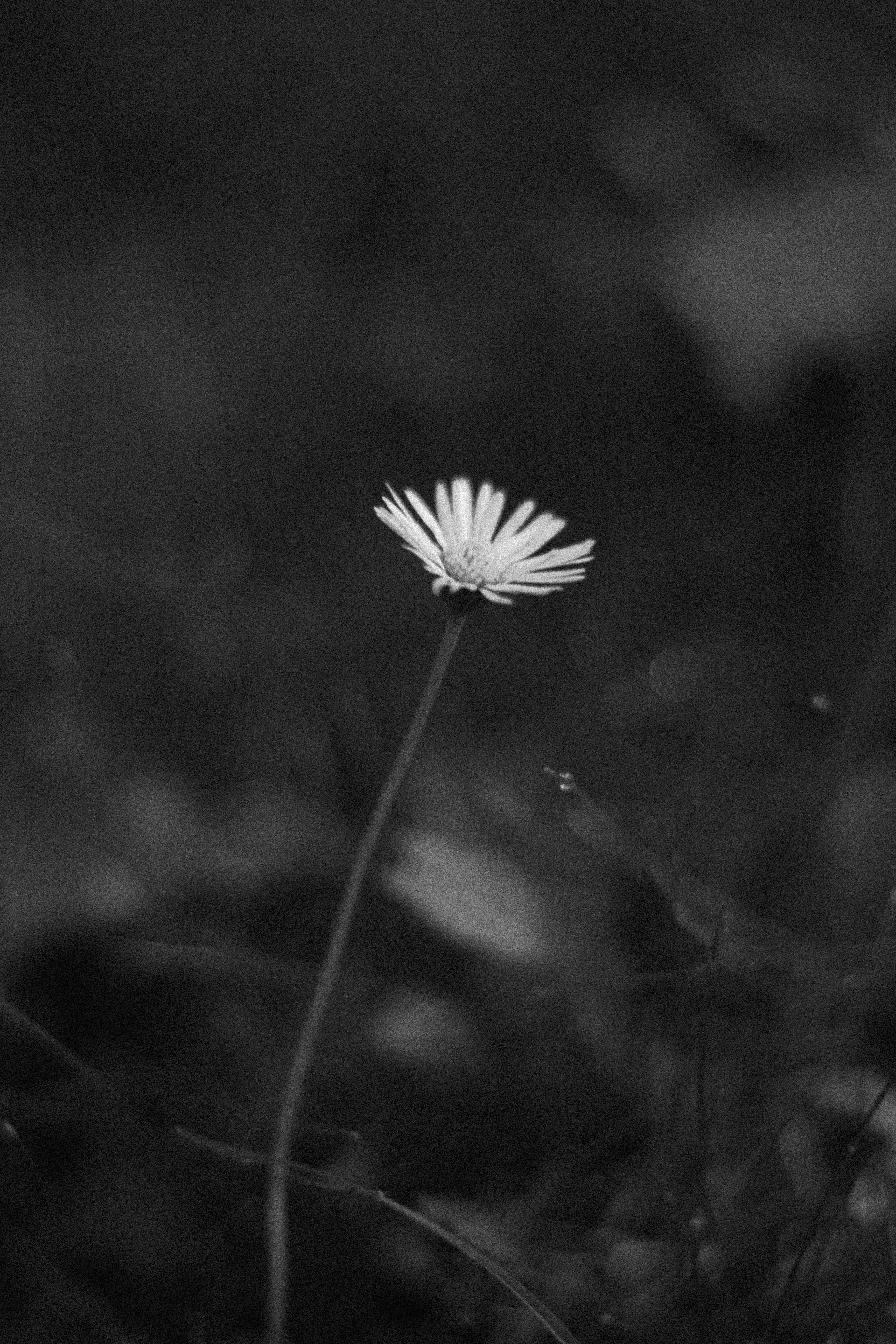 Photo by reinisbruzitis