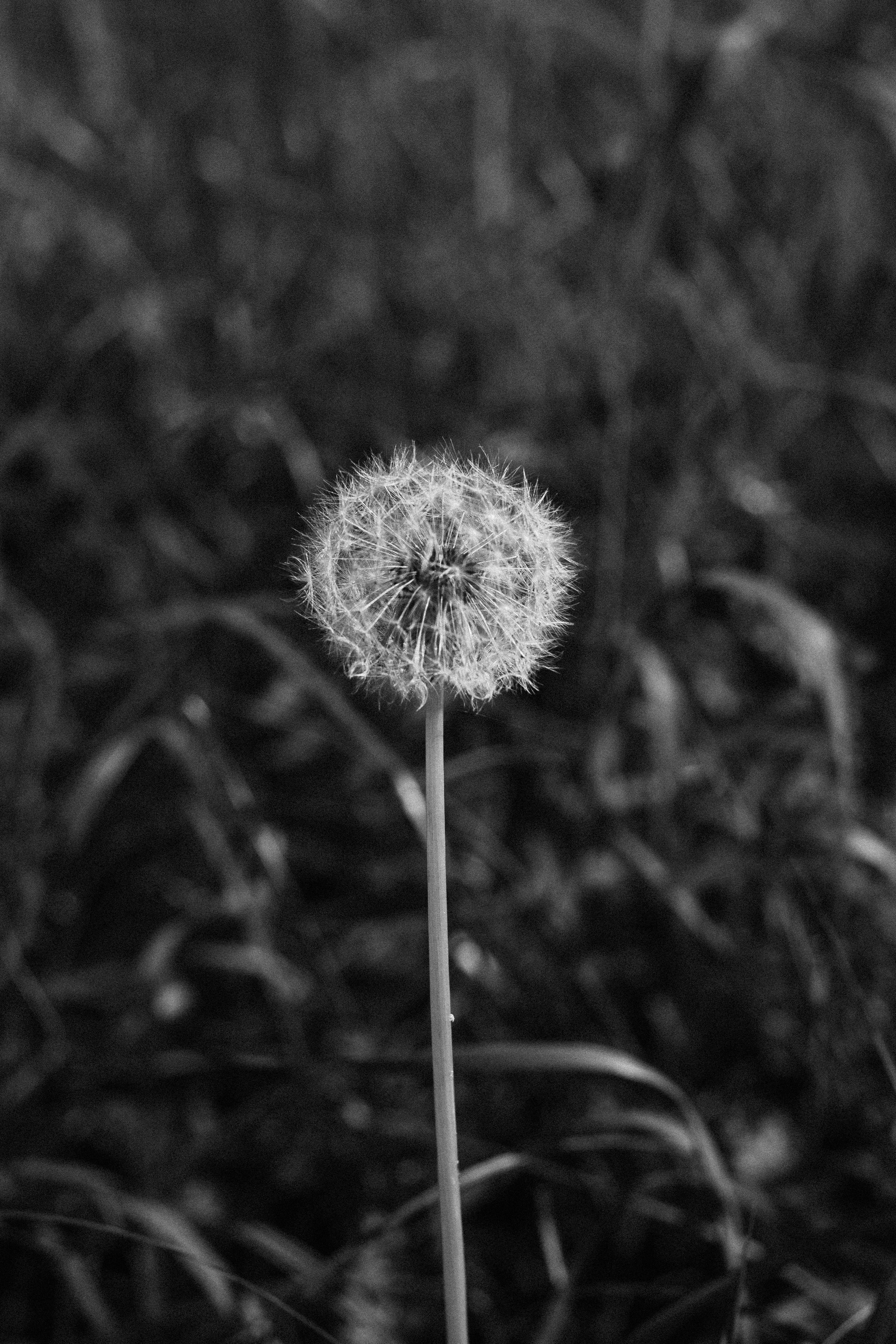 Photo by reinisbruzitis