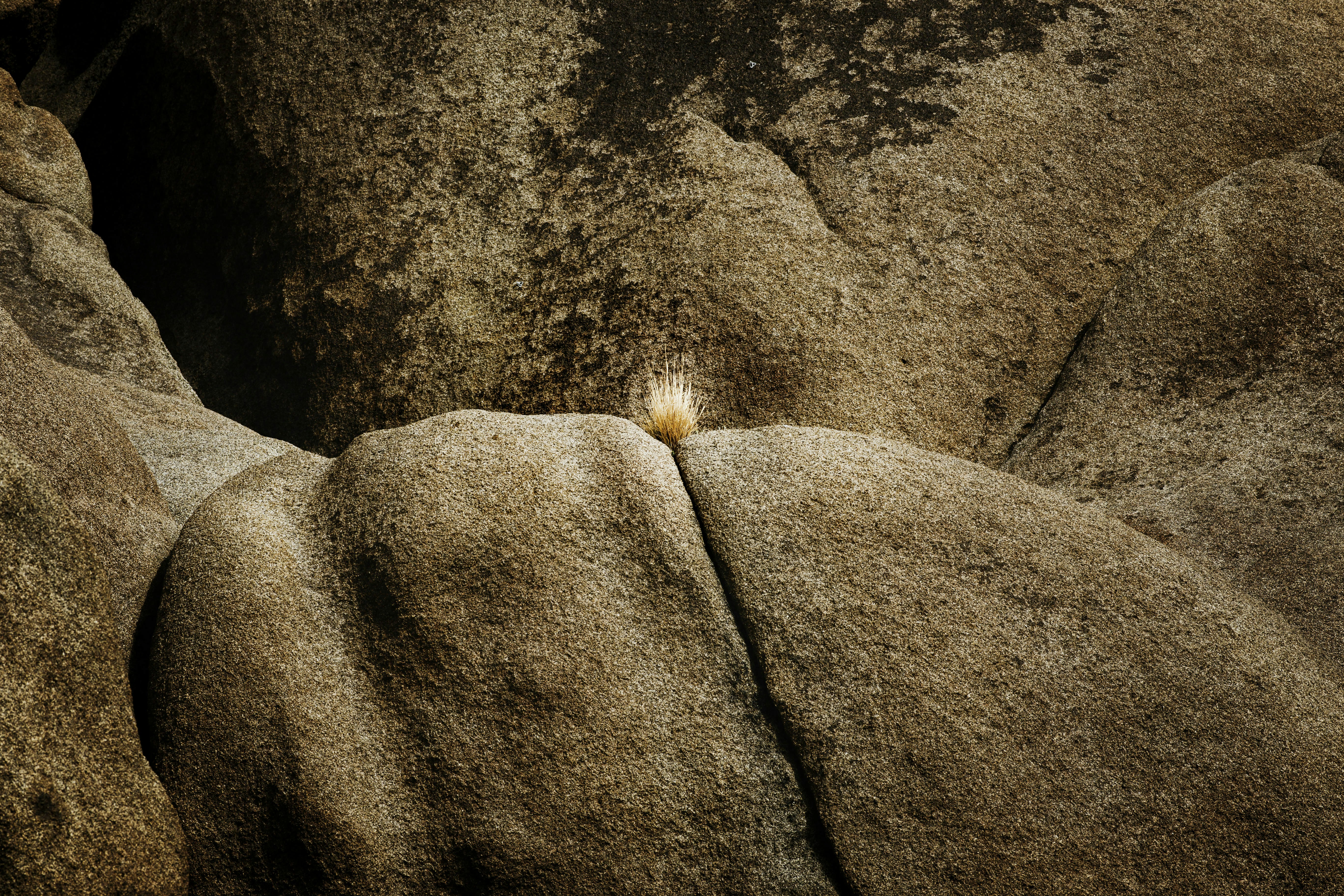 Small yellow flower nestled between large rocks