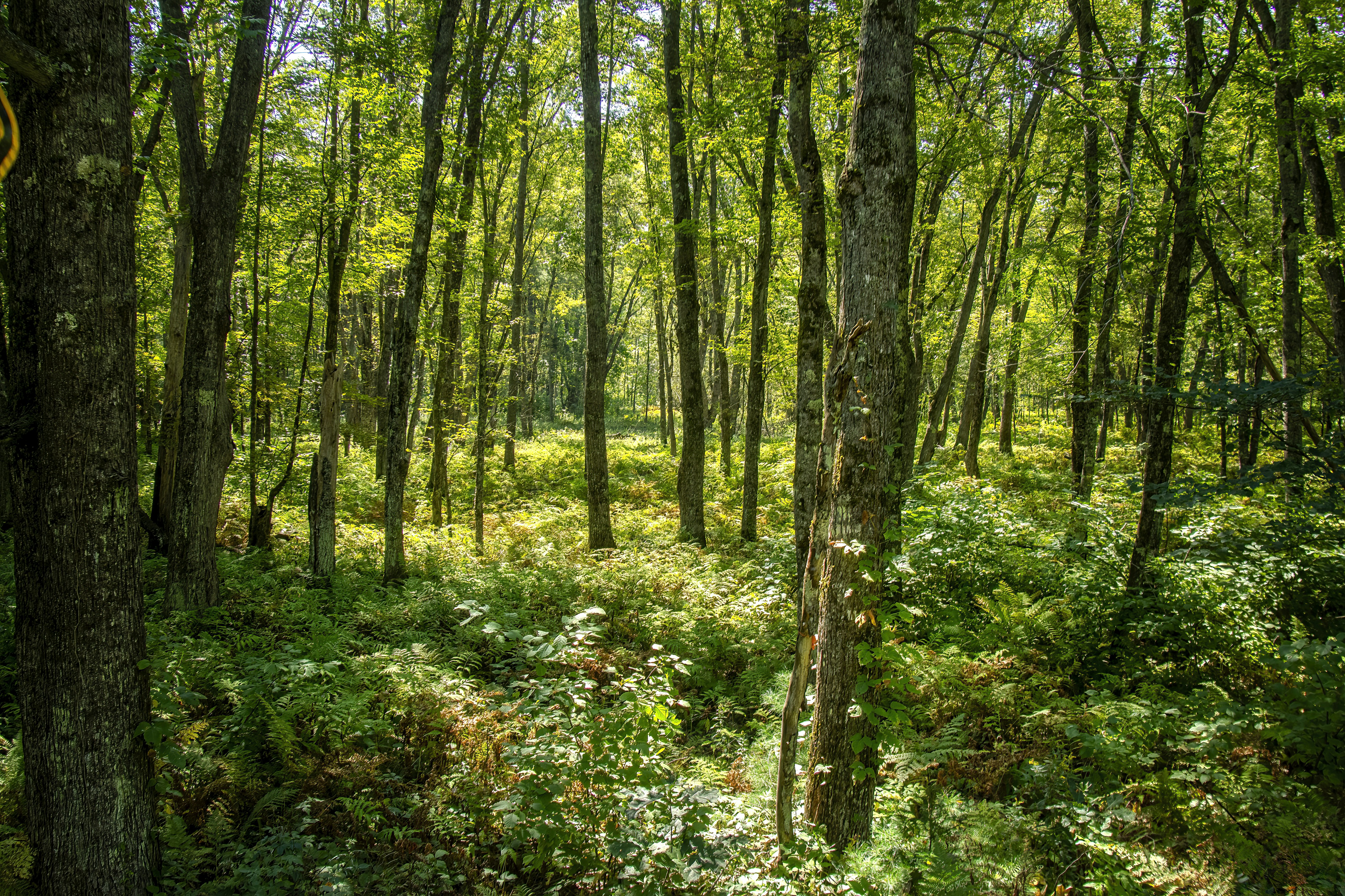 Sunlight filtering through a dense green forest canopy