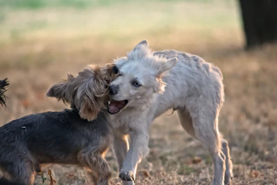 Two small dogs playing in a grassy field