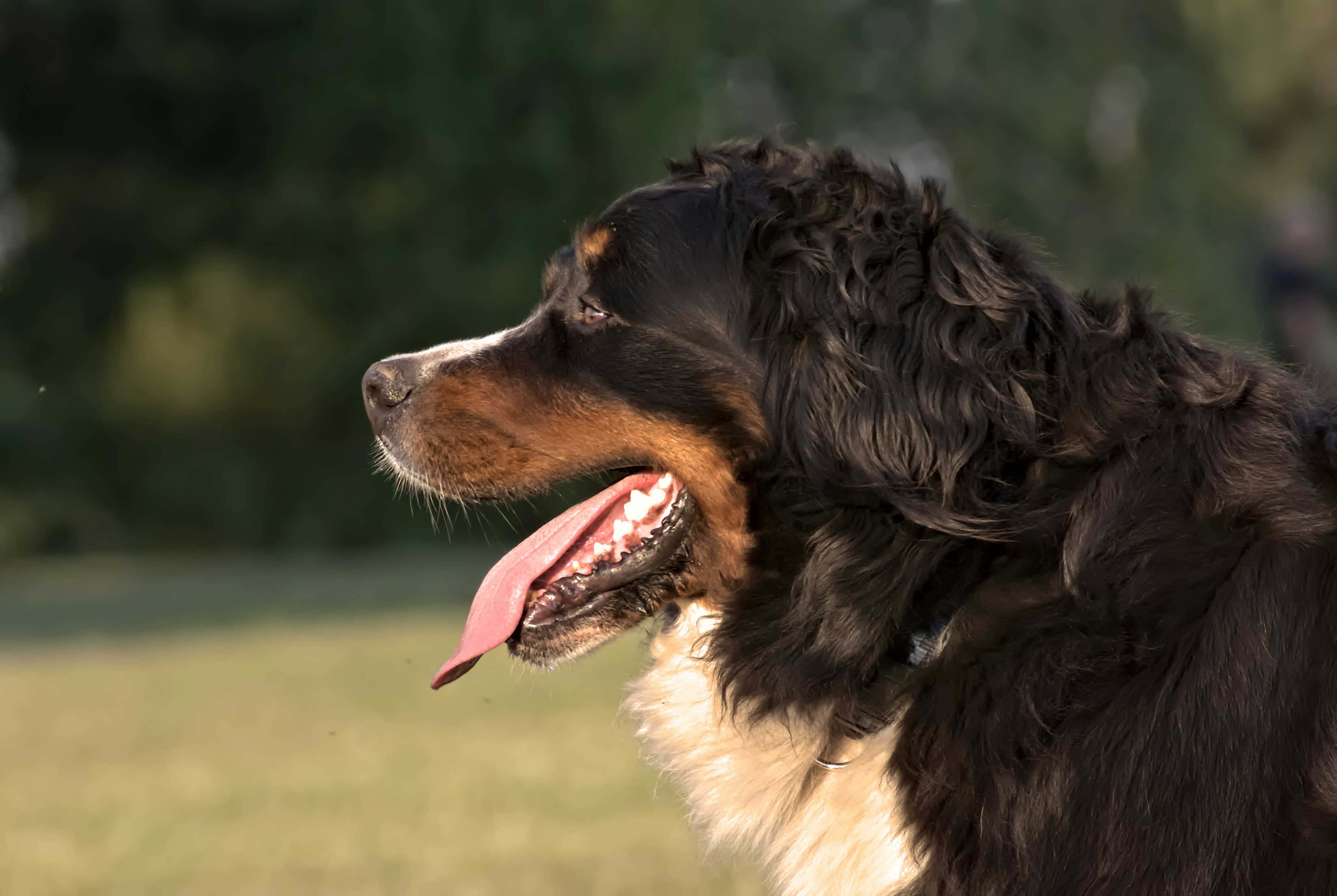 Photo by gaborfromhungary