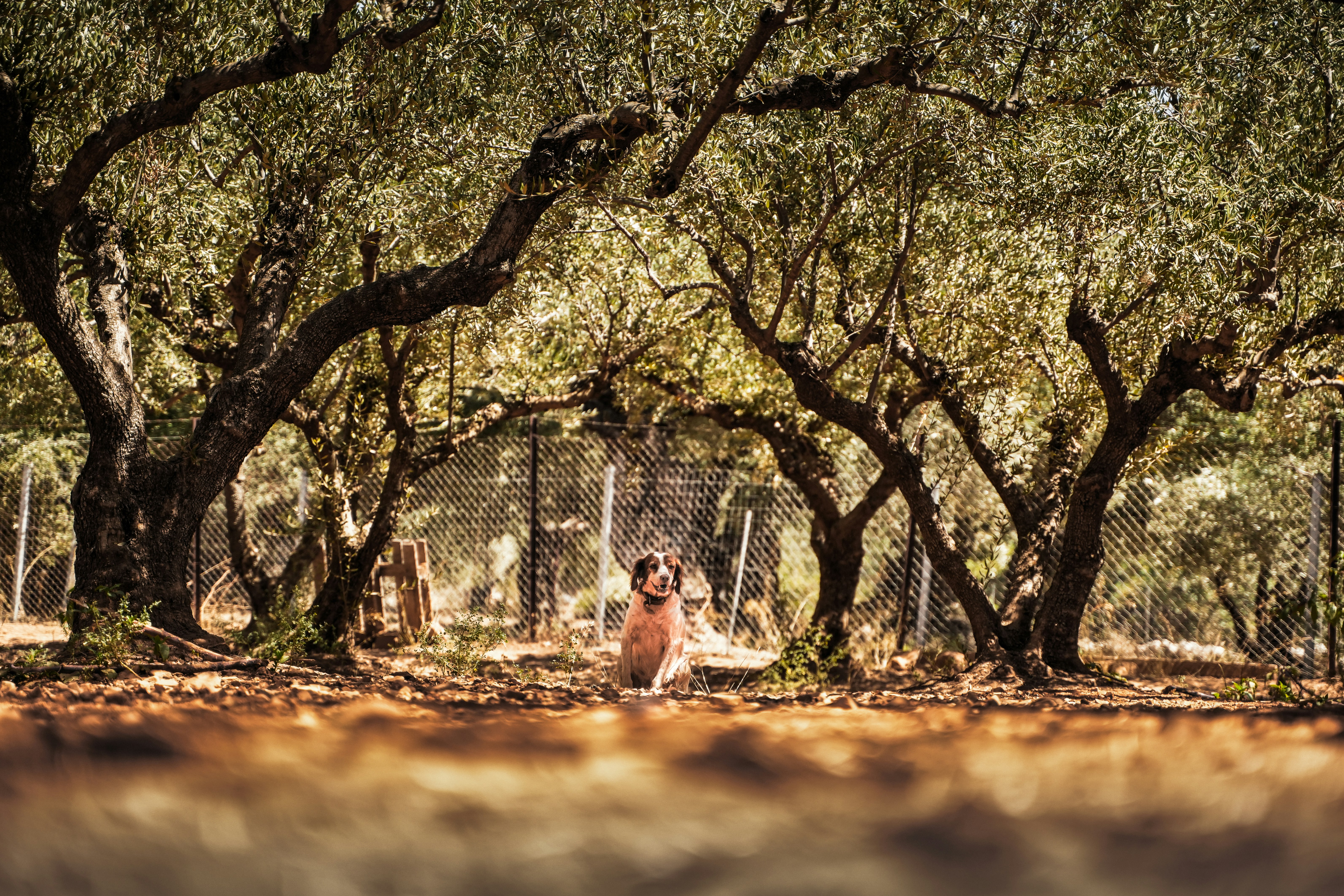 A dog sits peacefully under olive trees