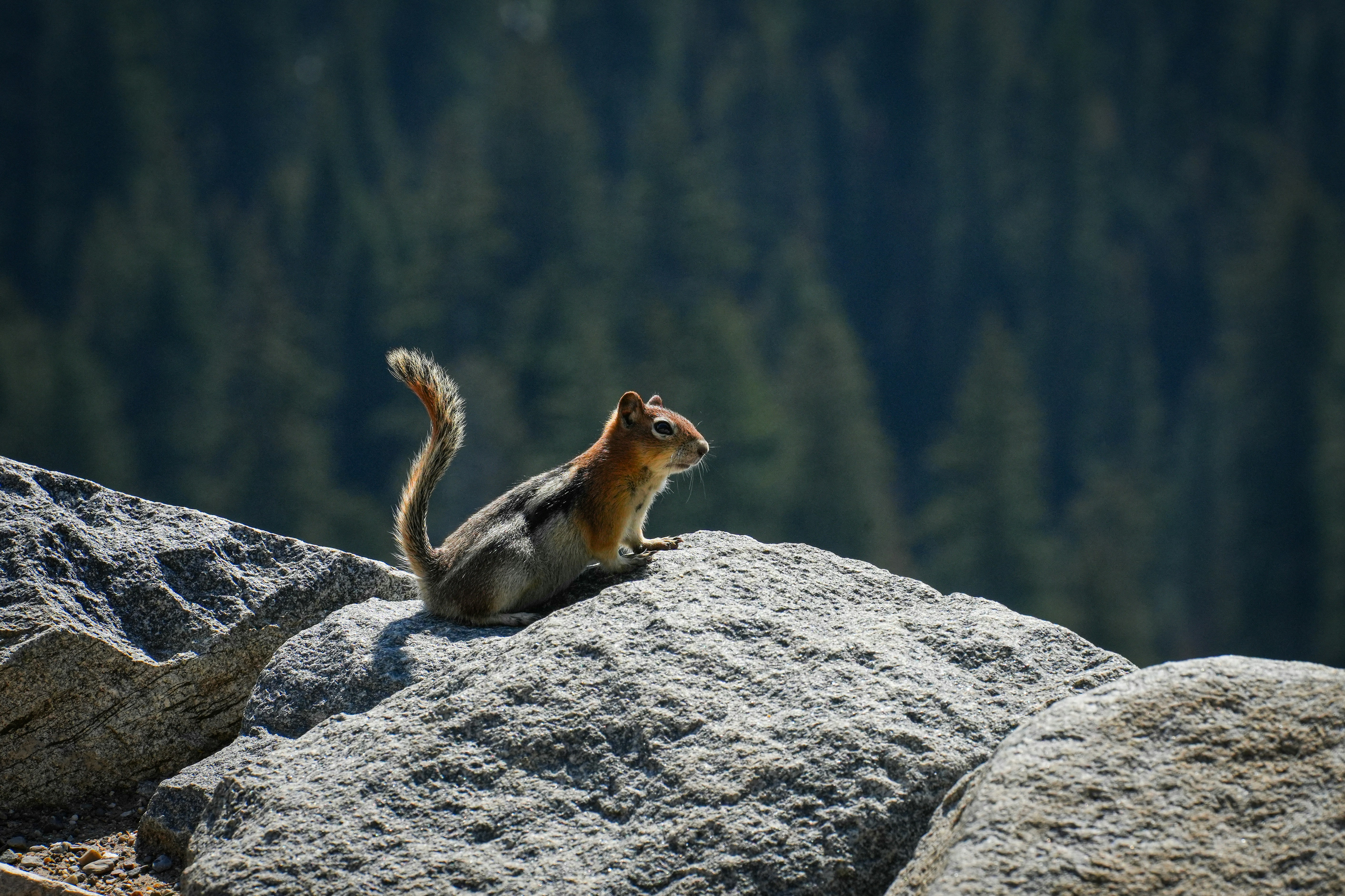 A squirrel rests on a large rock outdoors