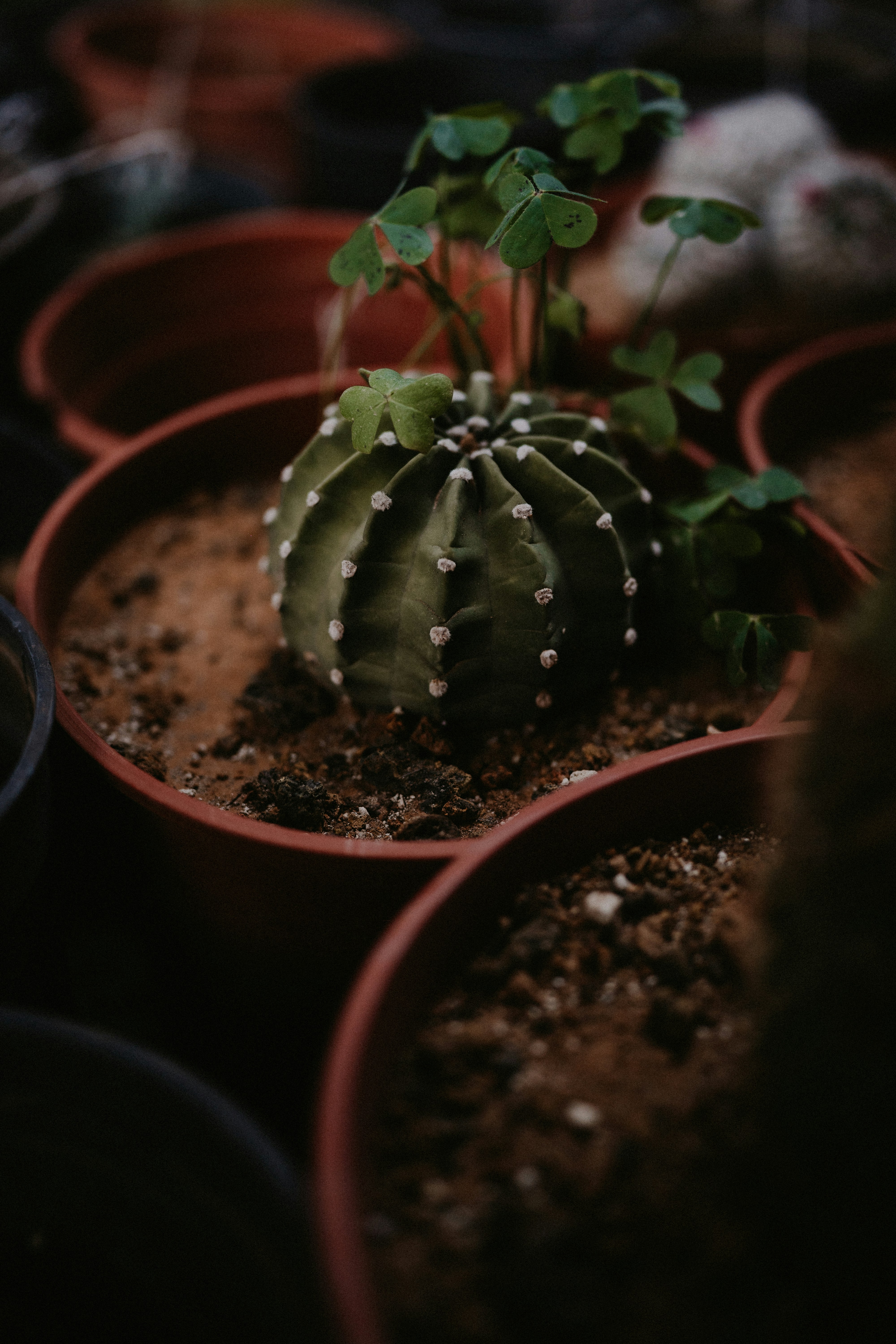 A small cactus plant in a terracotta pot.