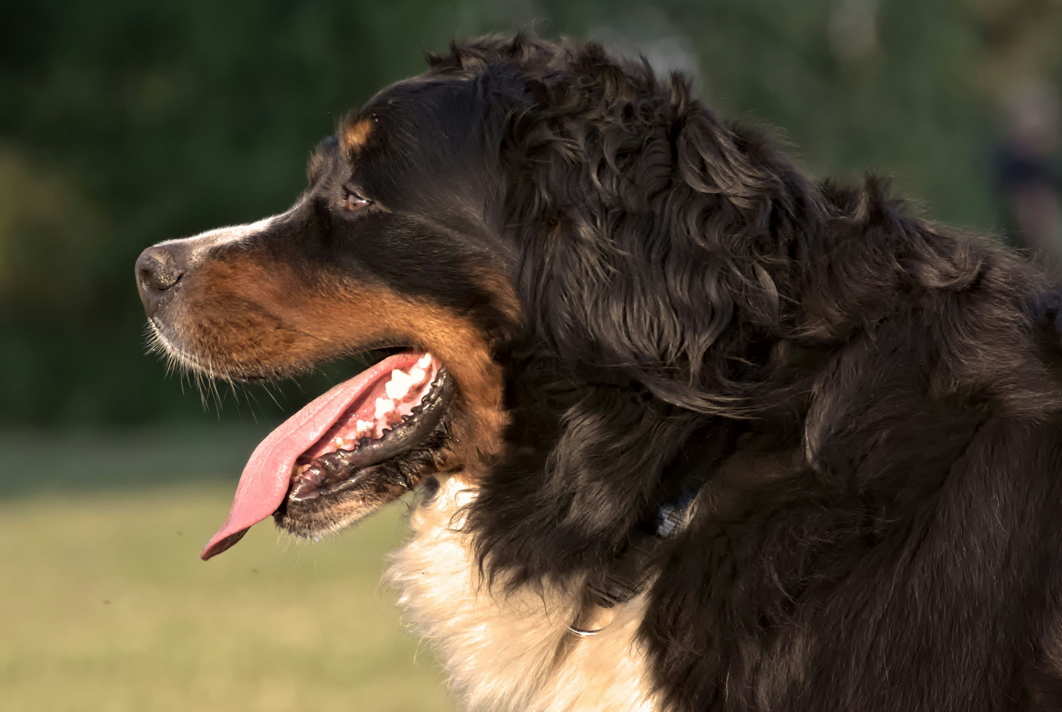 Photo by gaborfromhungary