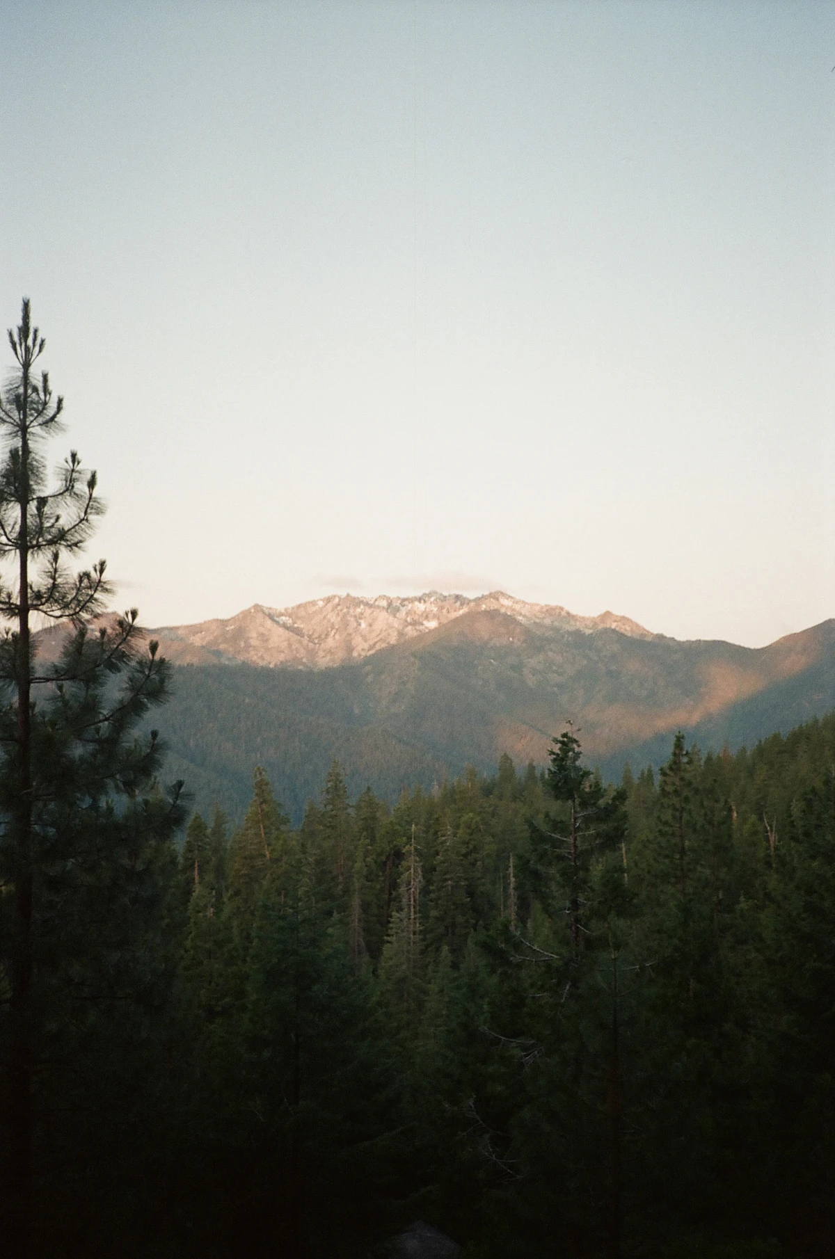 Forêt de pins devant les montagnes