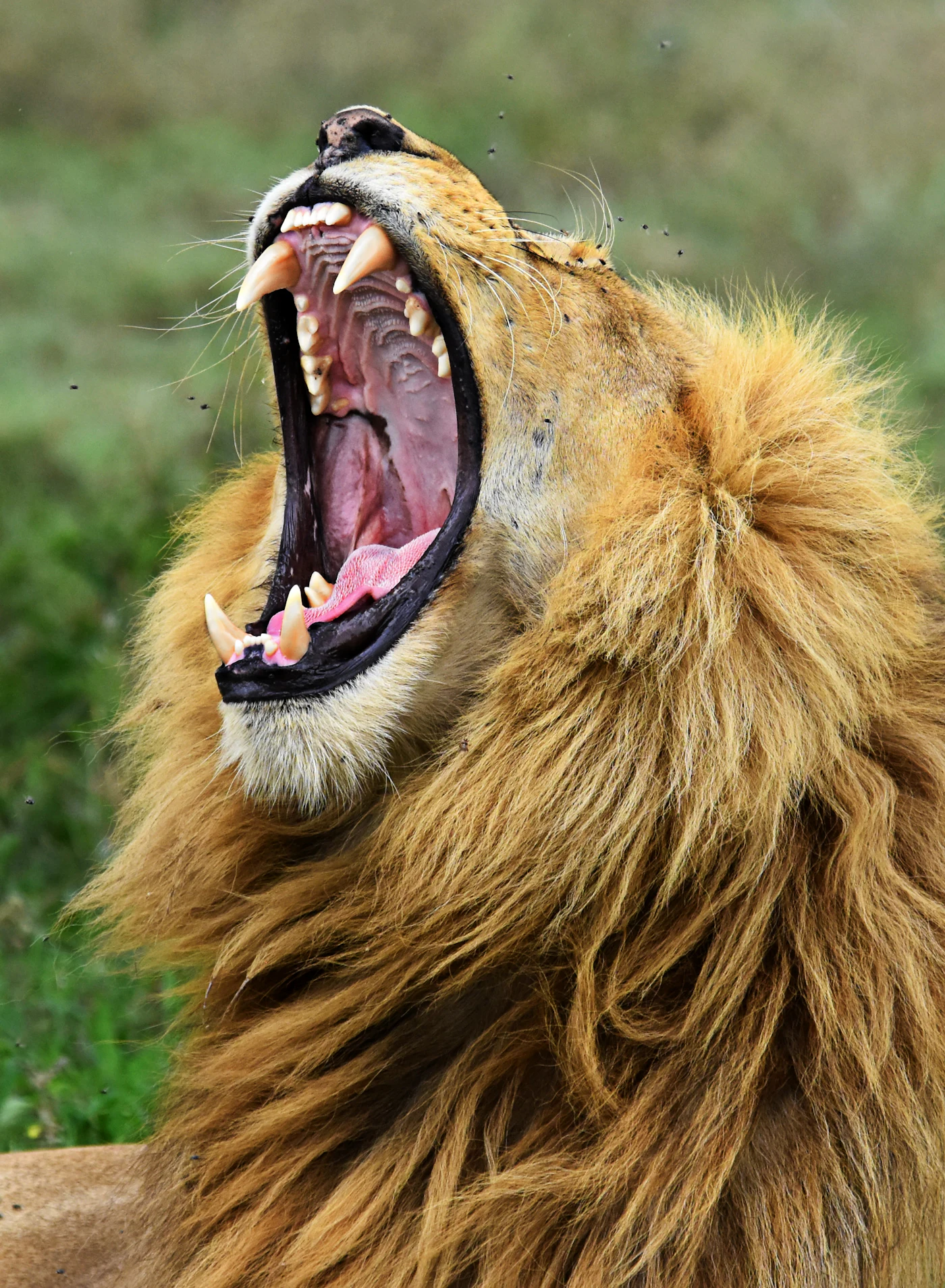 Tanzania