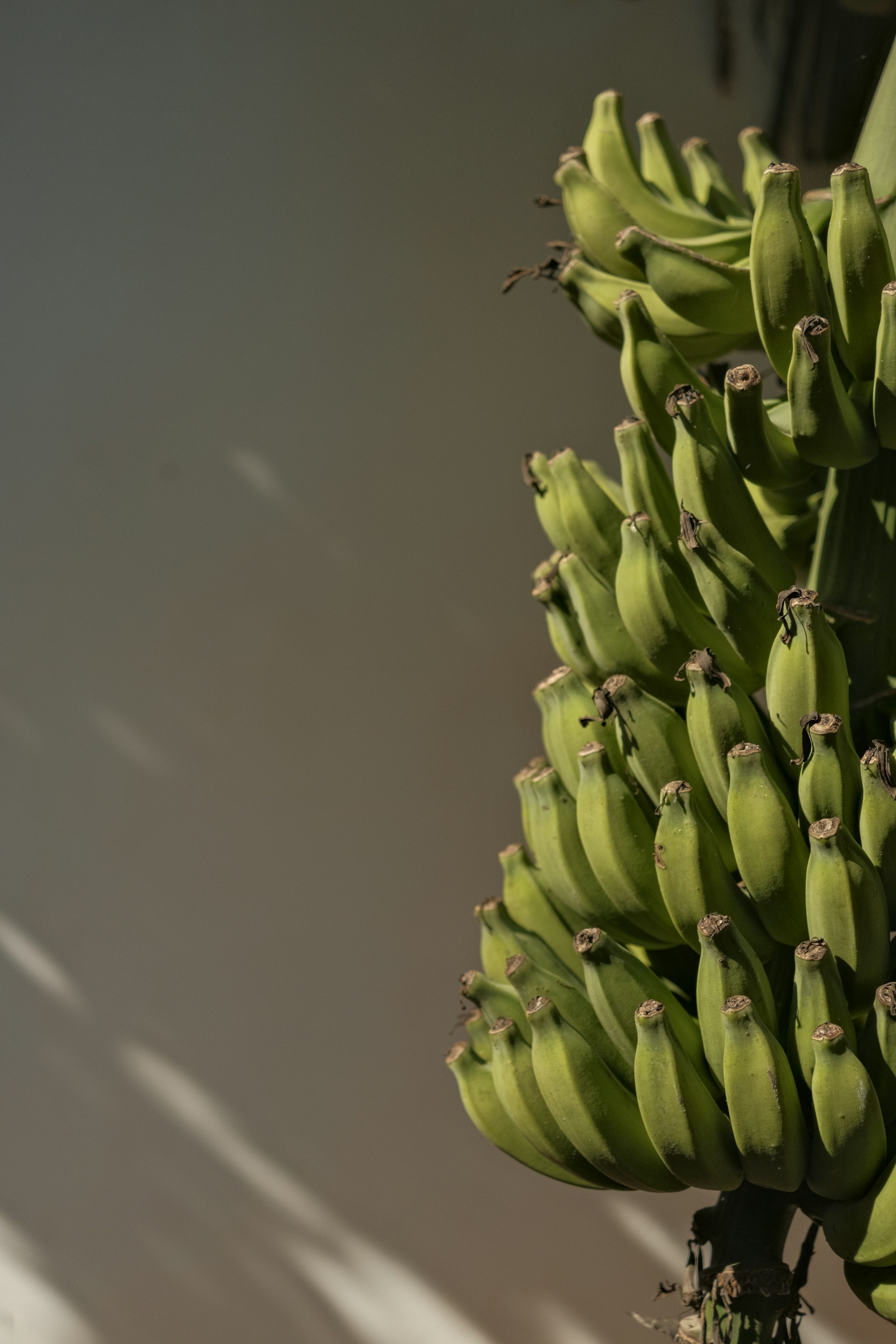 A bunch of unripe green bananas hanging