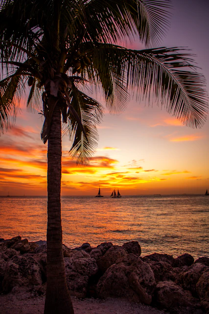Palm tree silhouetted against a vibrant sunset over the ocean in Florida.
