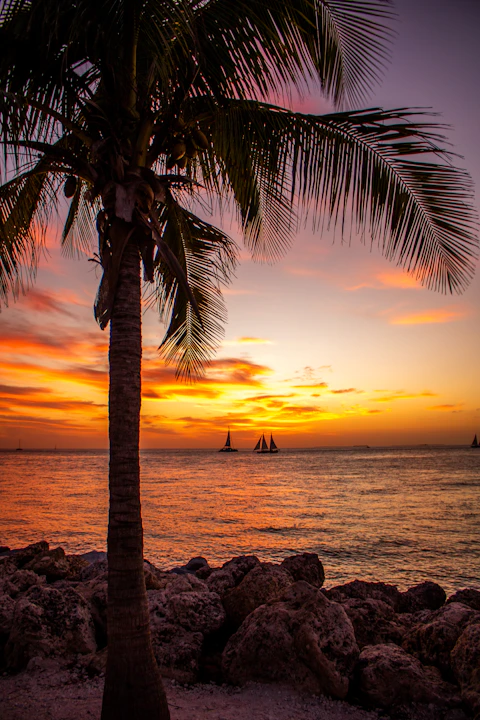 Palm tree silhouetted against a vibrant sunset over the ocean in Florida.