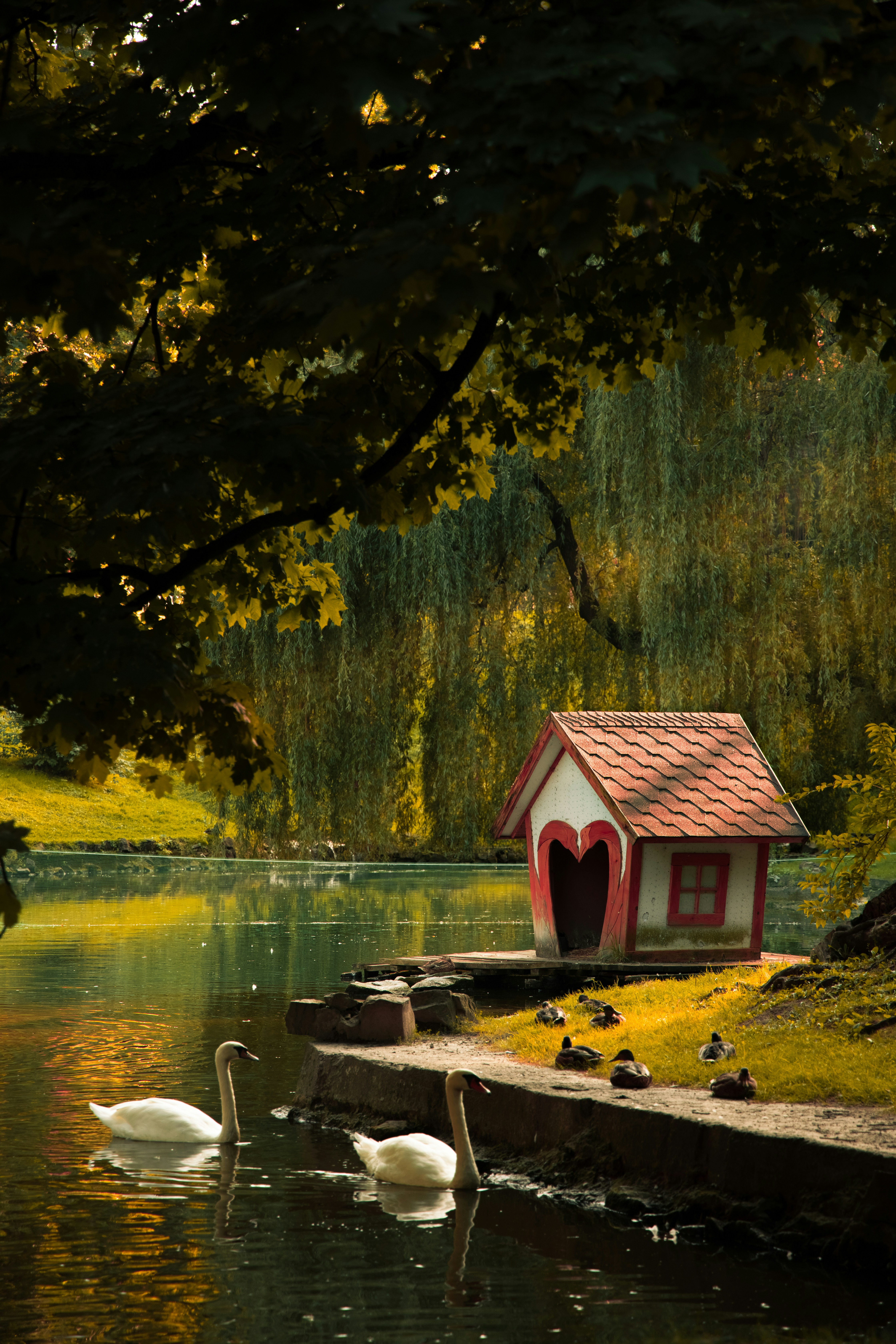 Two swans swim near a small doghouse by a lake.